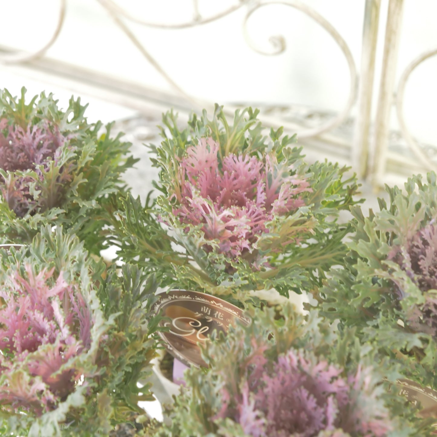 高見園芸さんオリジナルハボタン　萌花　グラッセ