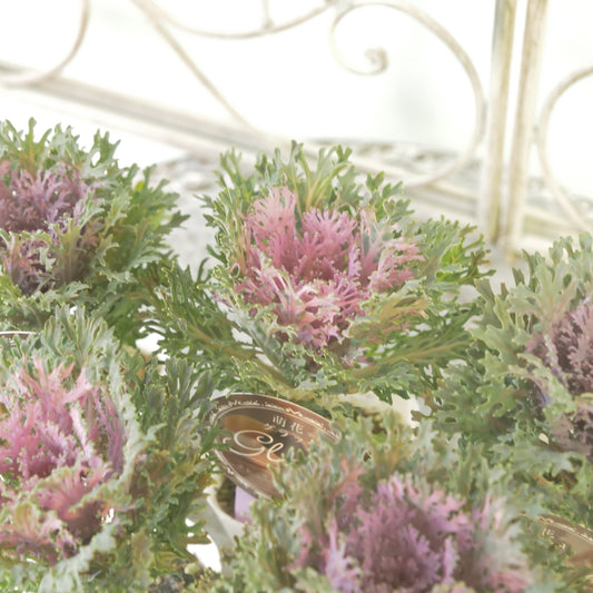 高見園芸さんオリジナルハボタン　萌花　グラッセ