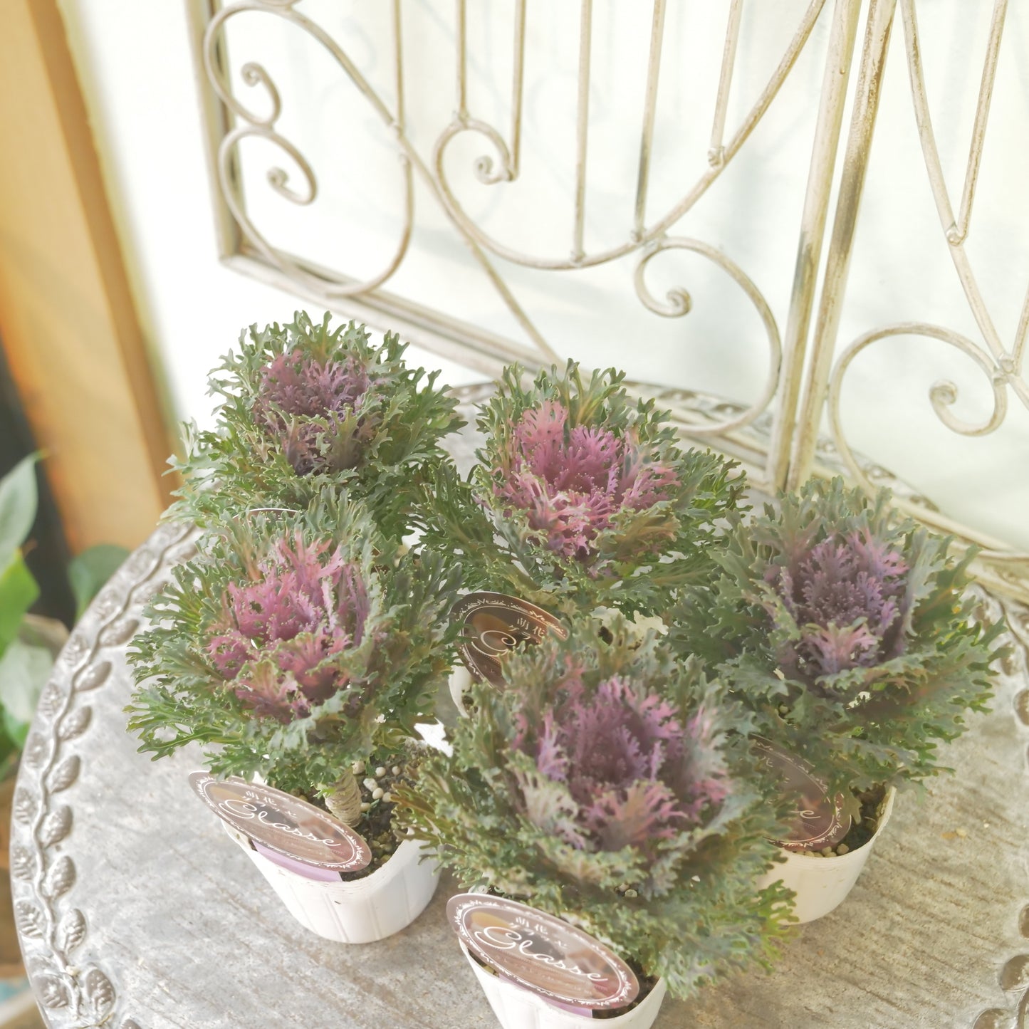 高見園芸さんオリジナルハボタン　萌花　グラッセ