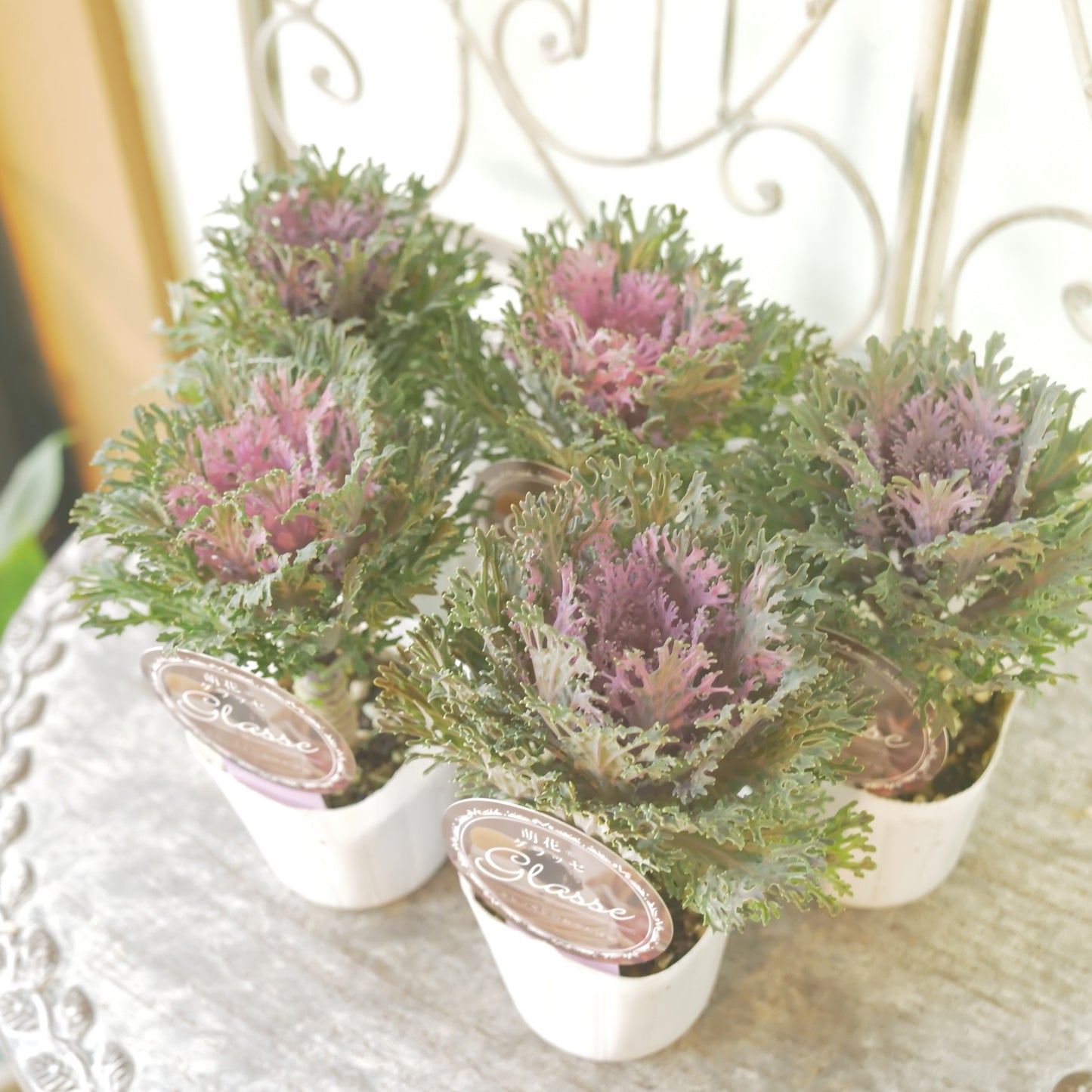 高見園芸さんオリジナルハボタン　萌花　グラッセ