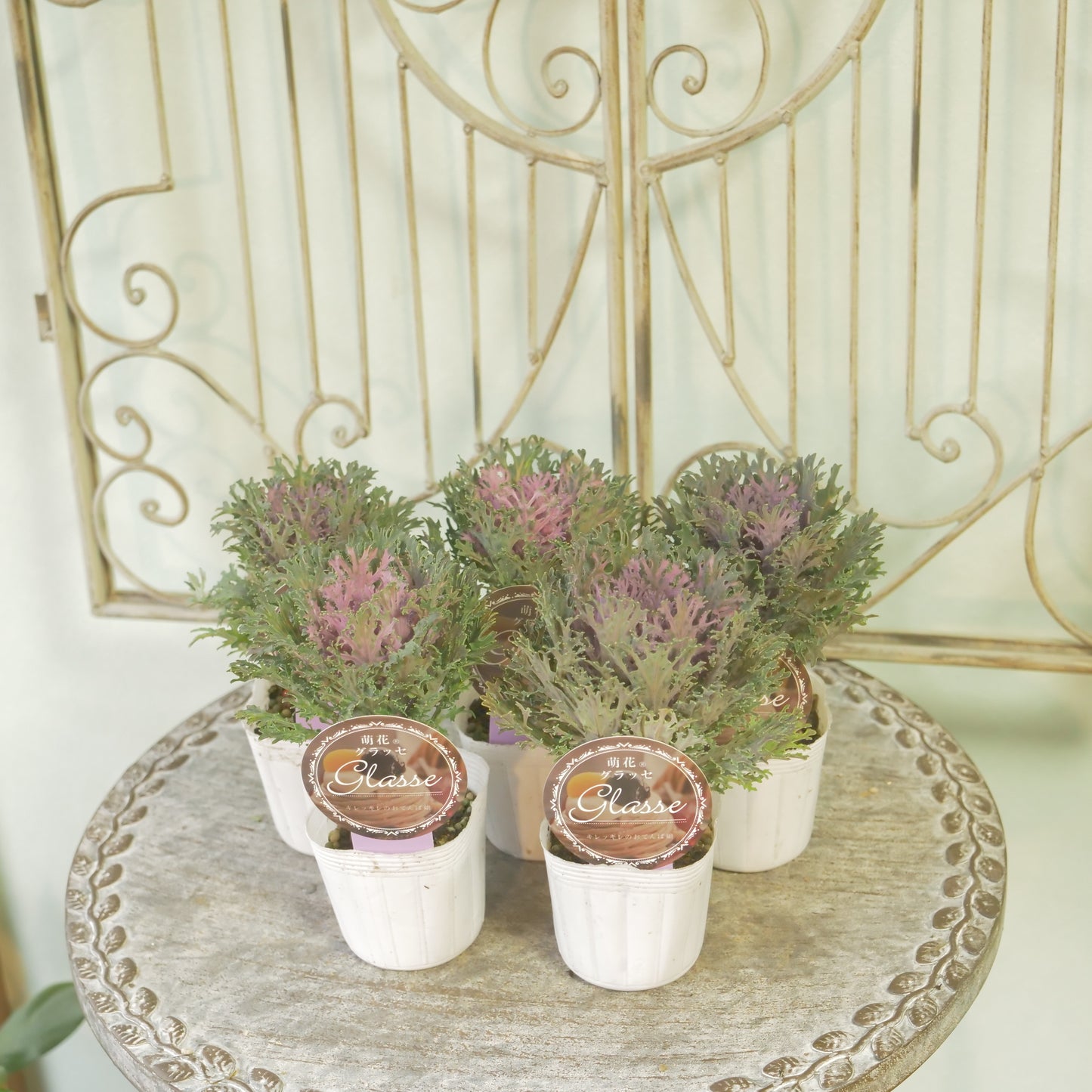 高見園芸さんオリジナルハボタン　萌花　グラッセ