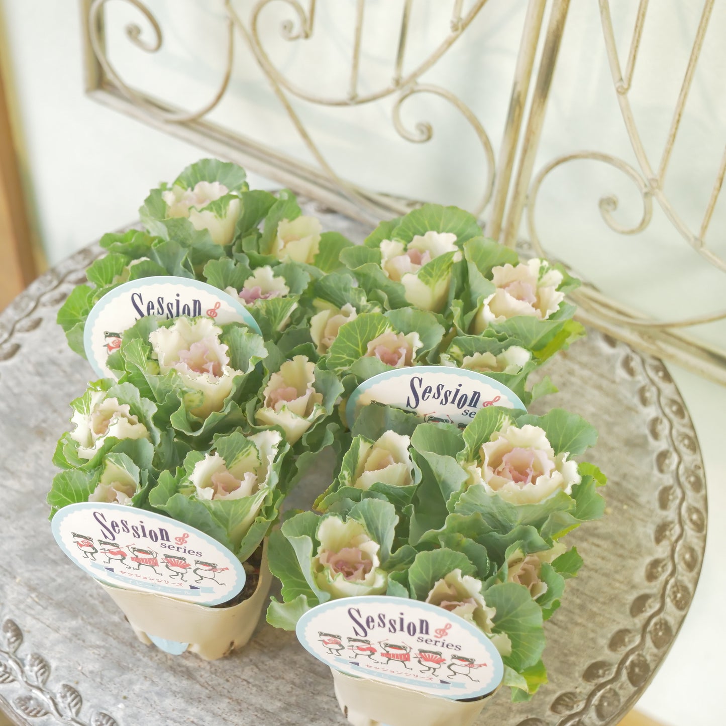 高見園芸さんオリジナルハボタン　セッションベイビーチュール　良株！