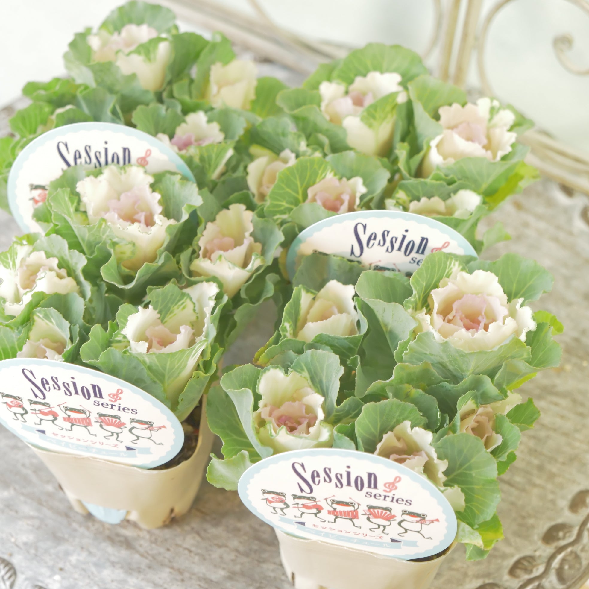 花苗、リーフ苗 – flower magic