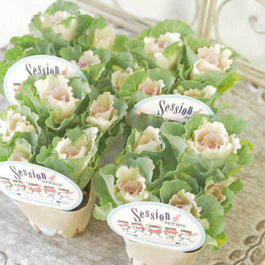 高見園芸さんオリジナルハボタン　セッションベイビーチュール　良株！