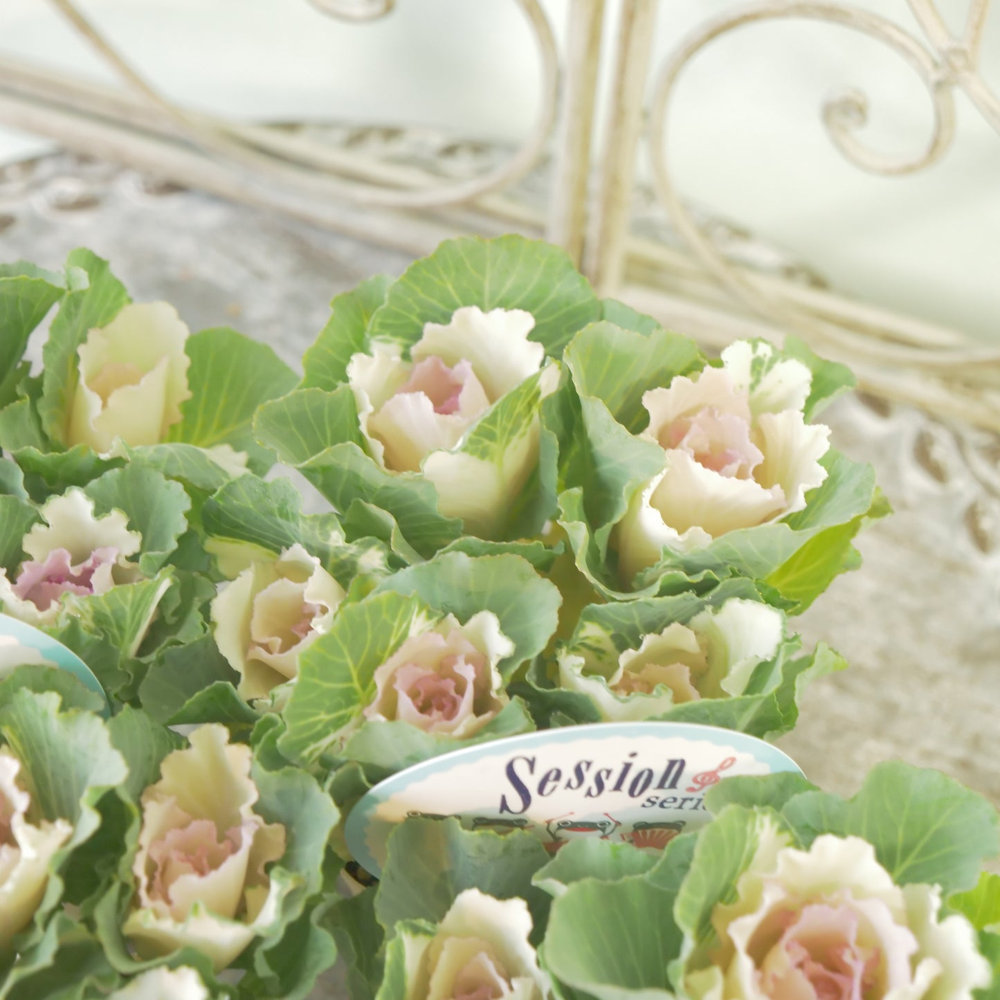 高見園芸さんオリジナルハボタン　セッションベイビーチュール　良株！