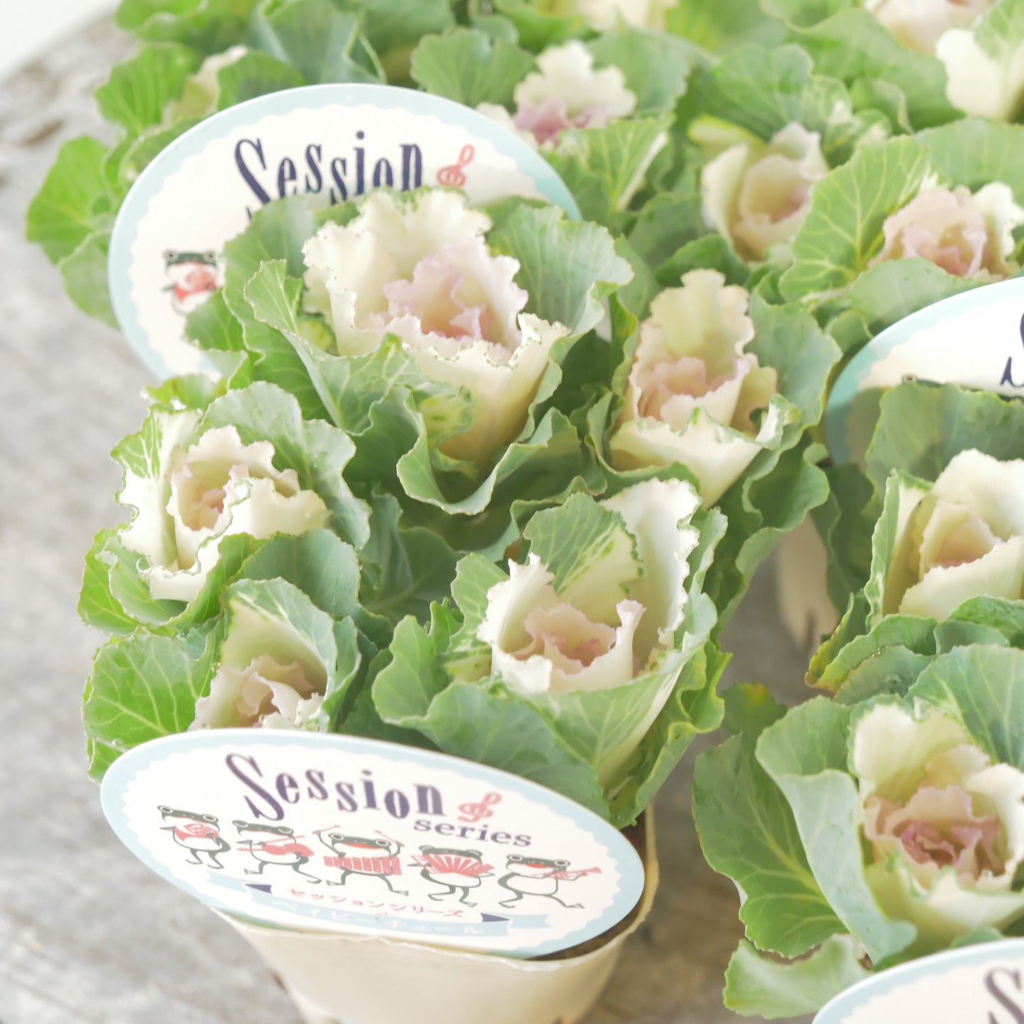 高見園芸さんオリジナルハボタン　セッションベイビーチュール　良株！