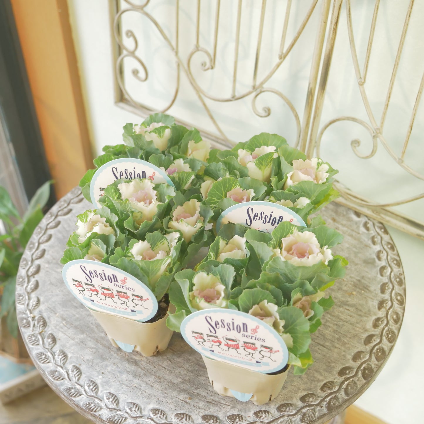 高見園芸さんオリジナルハボタン　セッションベイビーチュール　良株！