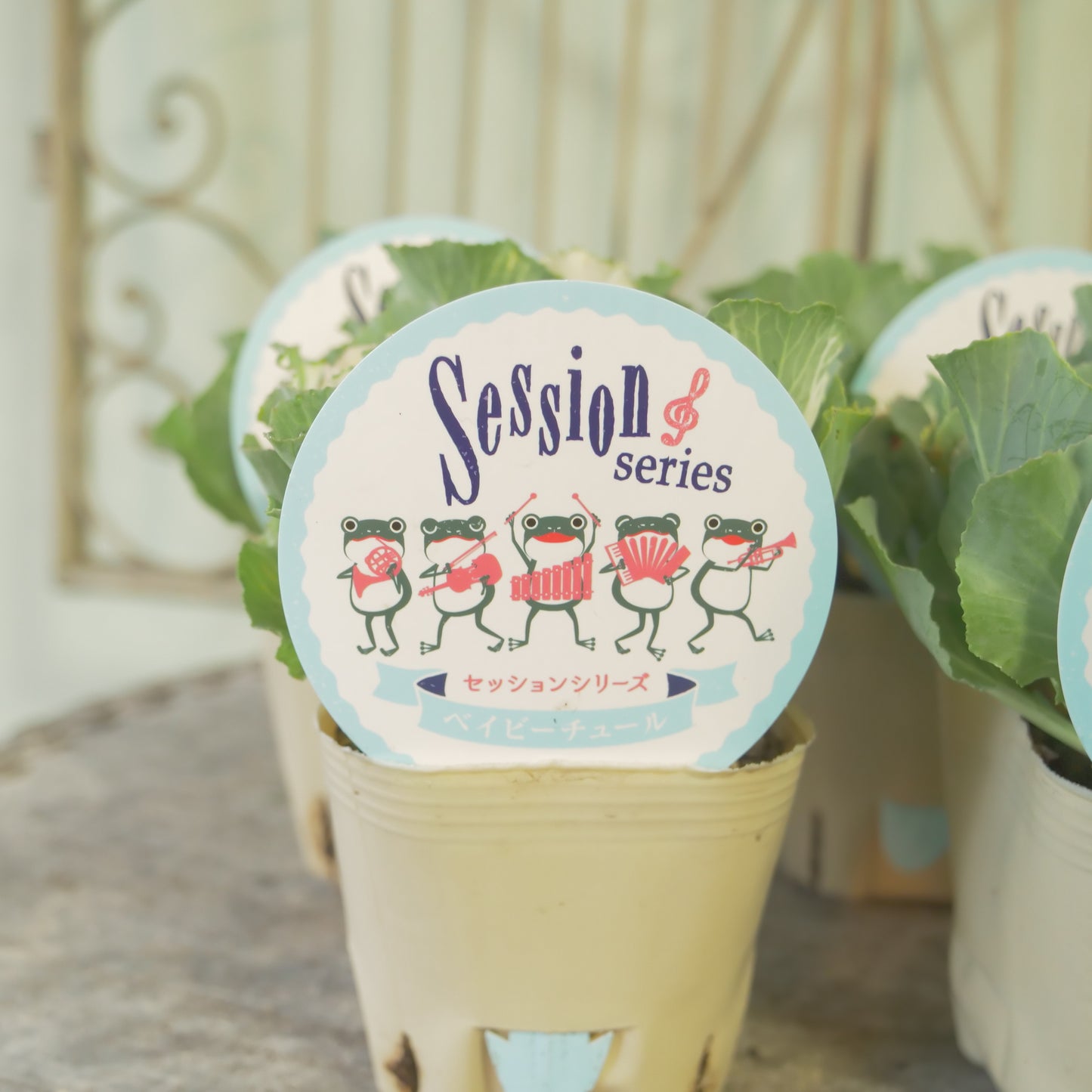 高見園芸さんオリジナルハボタン　セッションベイビーチュール　良株！