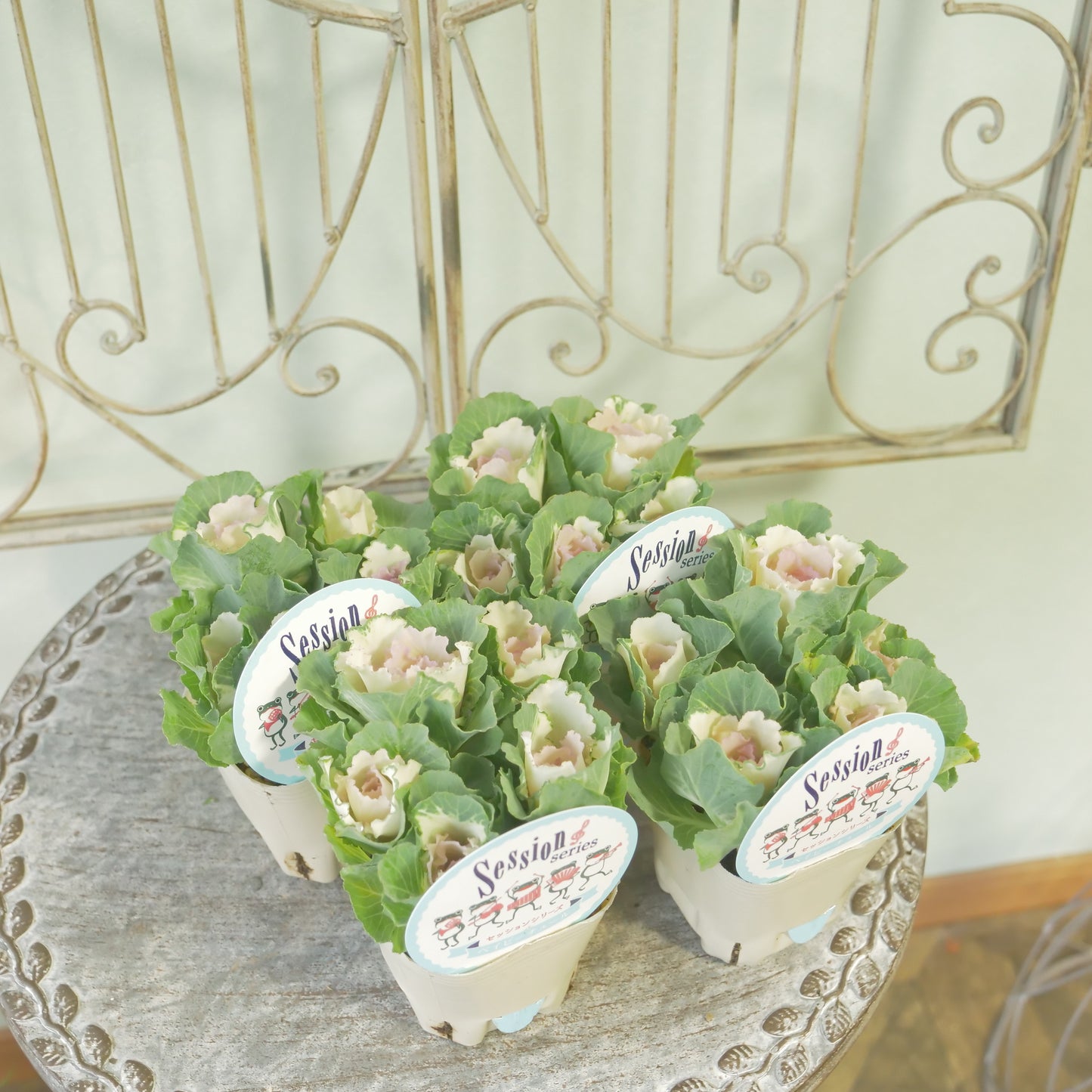 高見園芸さんオリジナルハボタン　セッションベイビーチュール　良株！