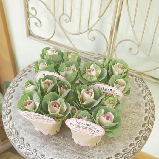 高見園芸さんオリジナルハボタン　スイートベリー　良株！