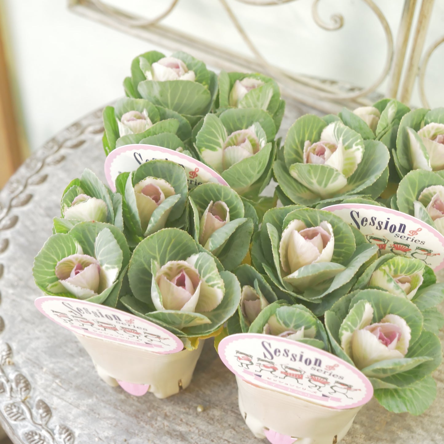 高見園芸さんオリジナルハボタン　スイートベリー　良株！