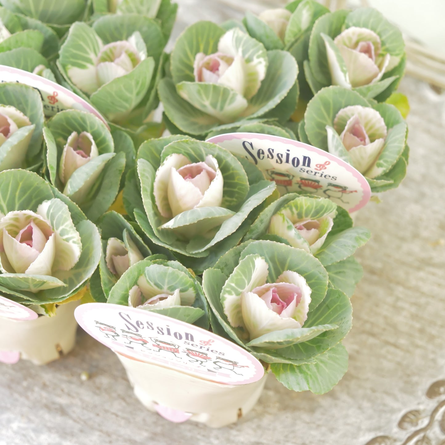 高見園芸さんオリジナルハボタン　スイートベリー　良株！