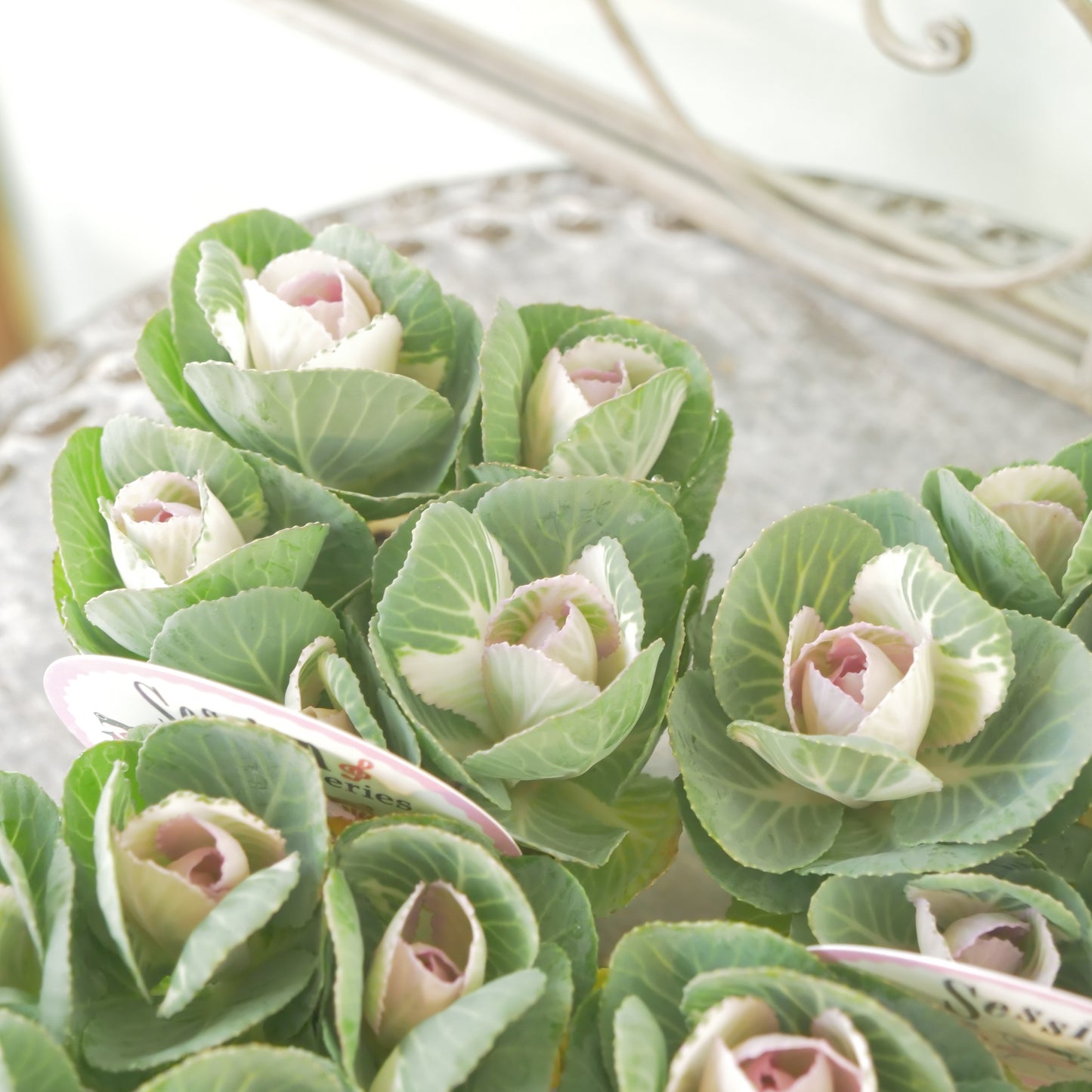 高見園芸さんオリジナルハボタン　スイートベリー　良株！