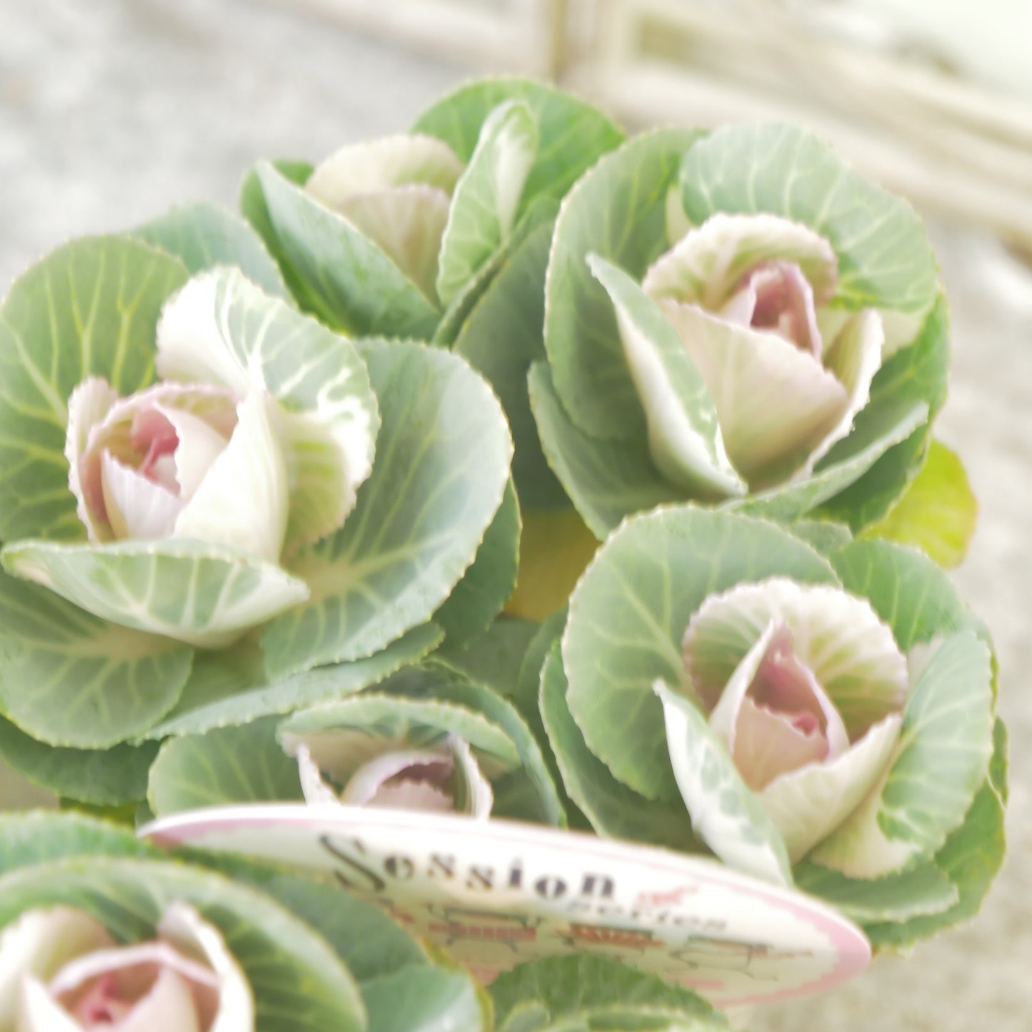 高見園芸さんオリジナルハボタン　スイートベリー　良株！