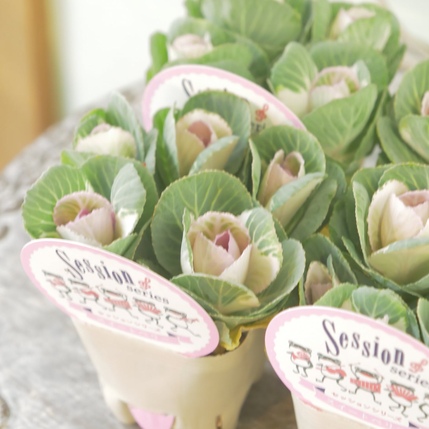 高見園芸さんオリジナルハボタン　スイートベリー　良株！