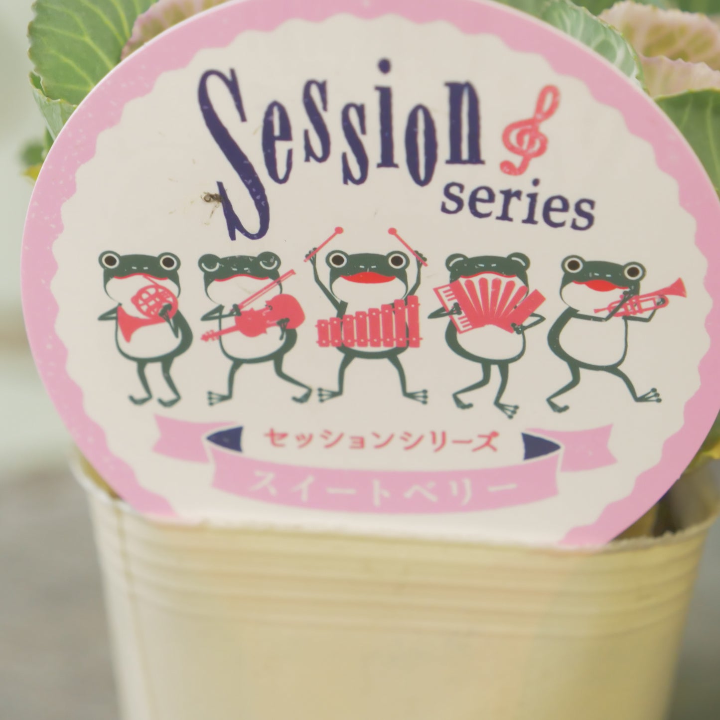 高見園芸さんオリジナルハボタン　スイートベリー　良株！