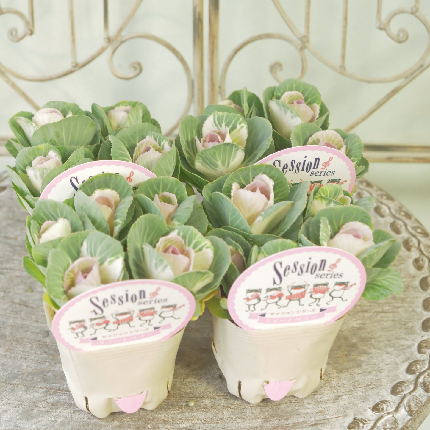 高見園芸さんオリジナルハボタン　スイートベリー　良株！