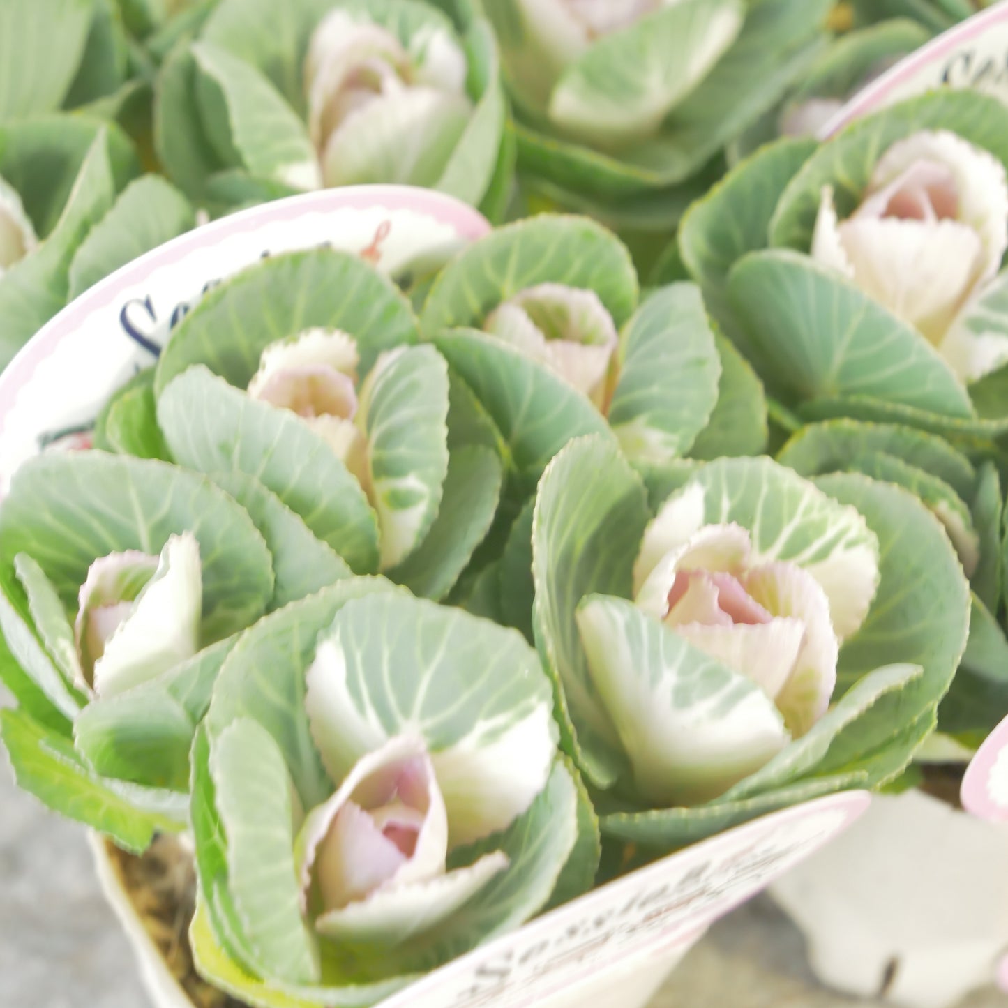 高見園芸さんオリジナルハボタン　スイートベリー　良株！