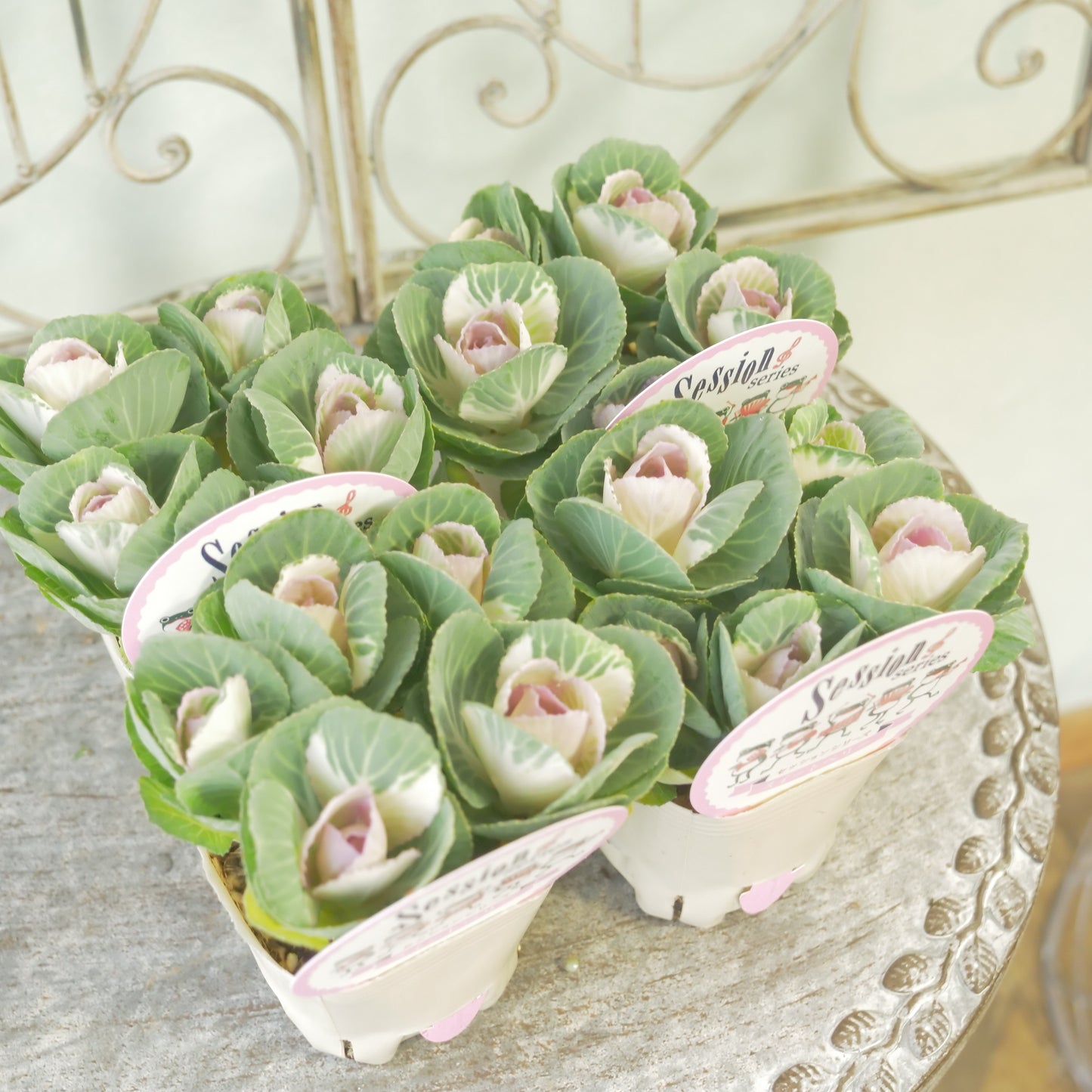 高見園芸さんオリジナルハボタン　スイートベリー　良株！