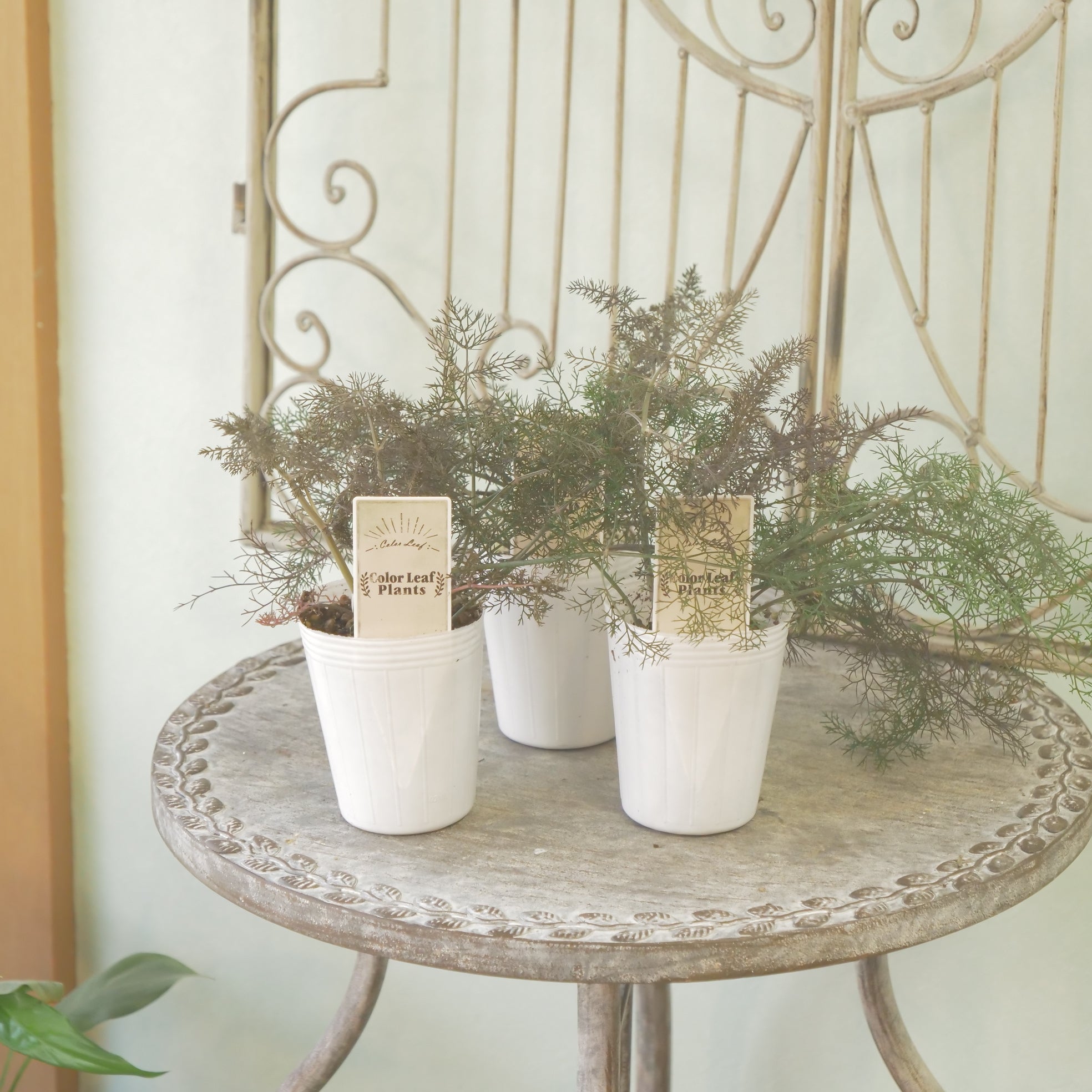 花苗、リーフ苗 – flower magic