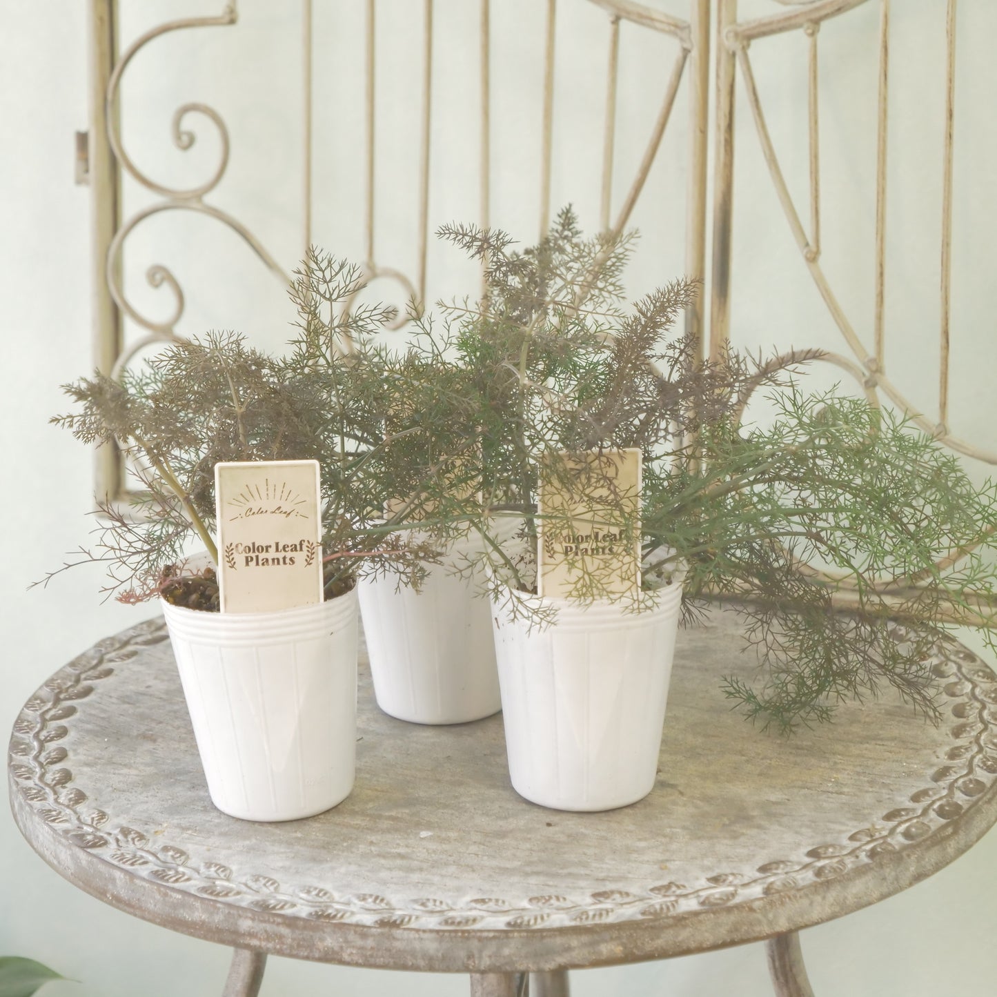 奥田園芸さん生産。【ブロンズフェンネル】　2～3株植え。