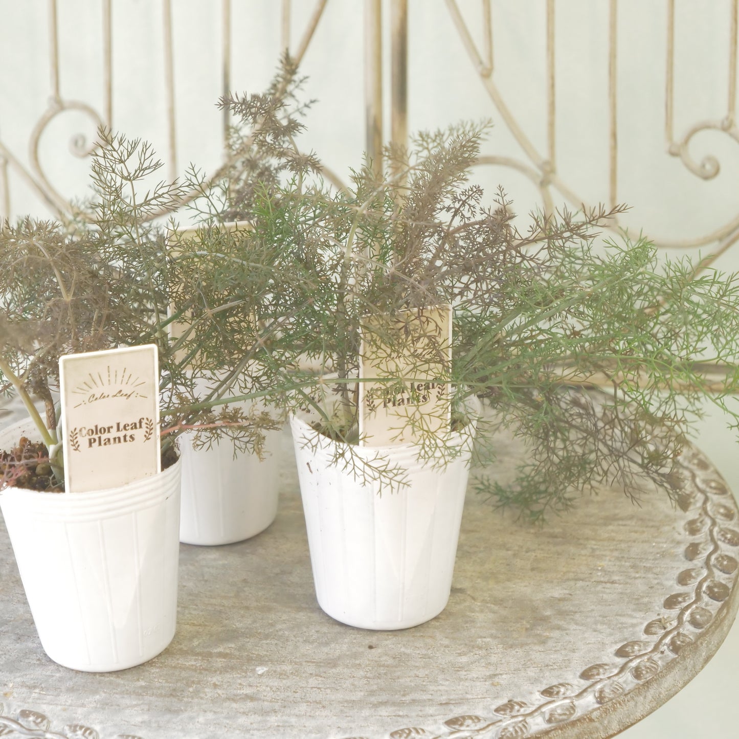 奥田園芸さん生産。【ブロンズフェンネル】　2～3株植え。