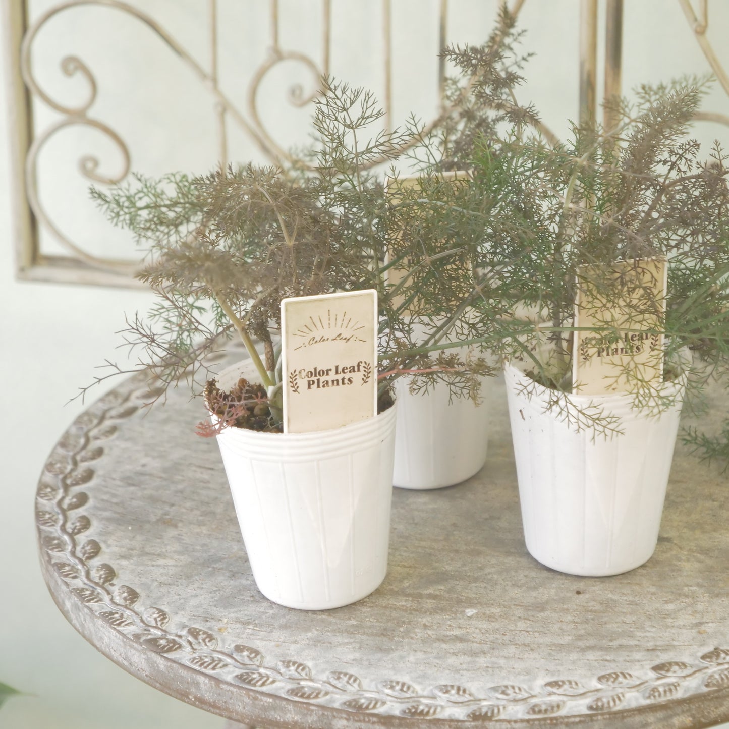 奥田園芸さん生産。【ブロンズフェンネル】　2～3株植え。