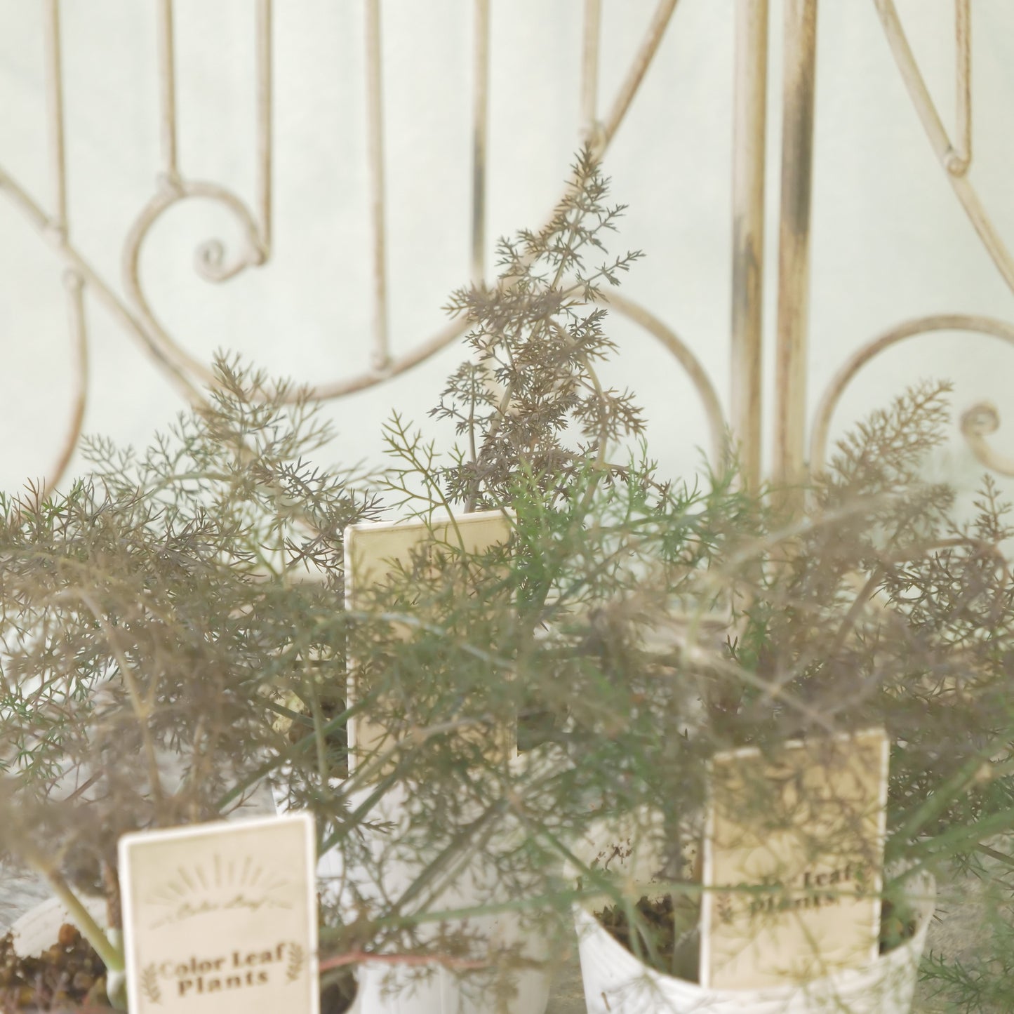 奥田園芸さん生産。【ブロンズフェンネル】　2～3株植え。