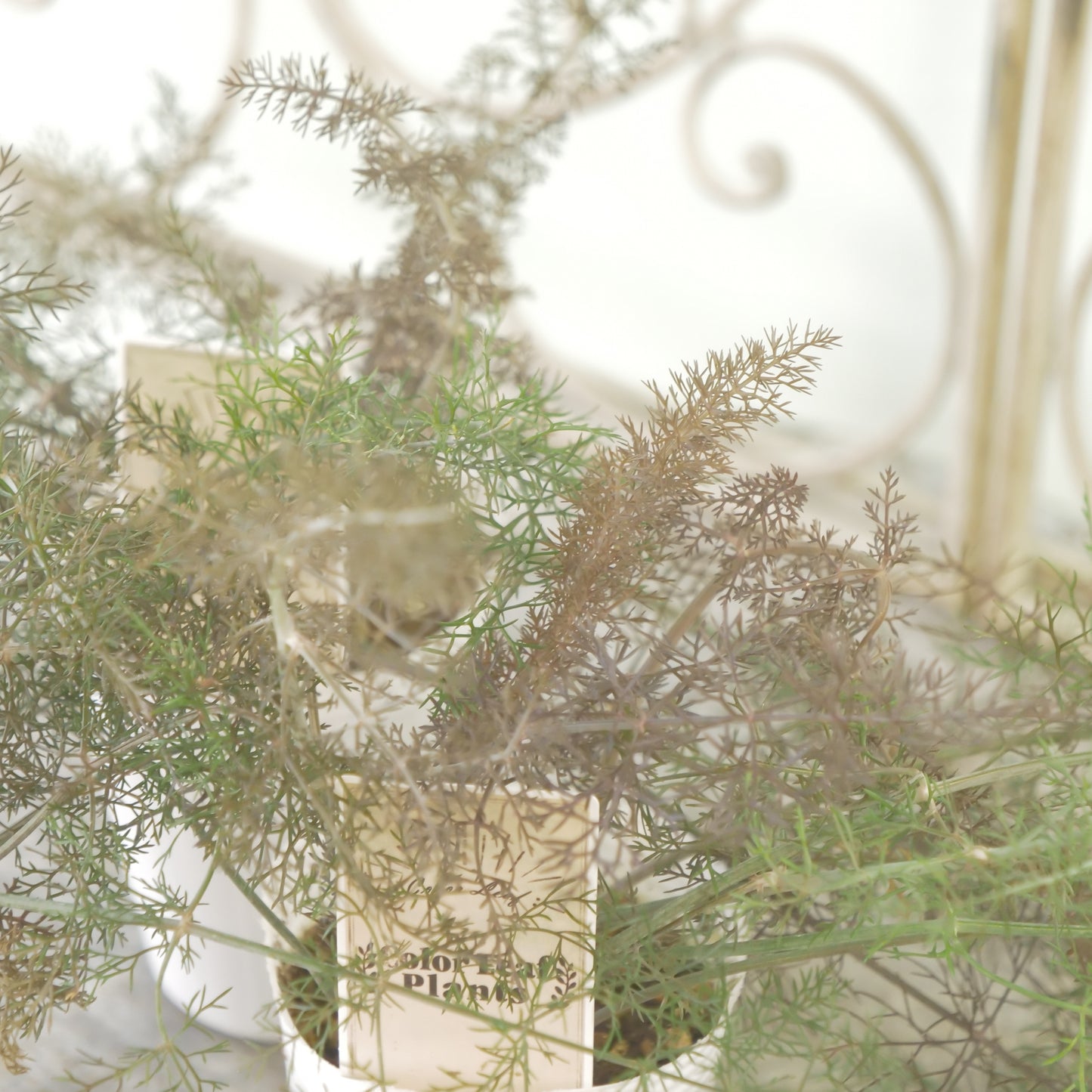 奥田園芸さん生産。【ブロンズフェンネル】　2～3株植え。