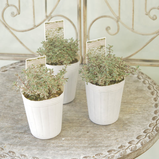 奥田園芸さん生産。【シルバータイム】　2株植え。