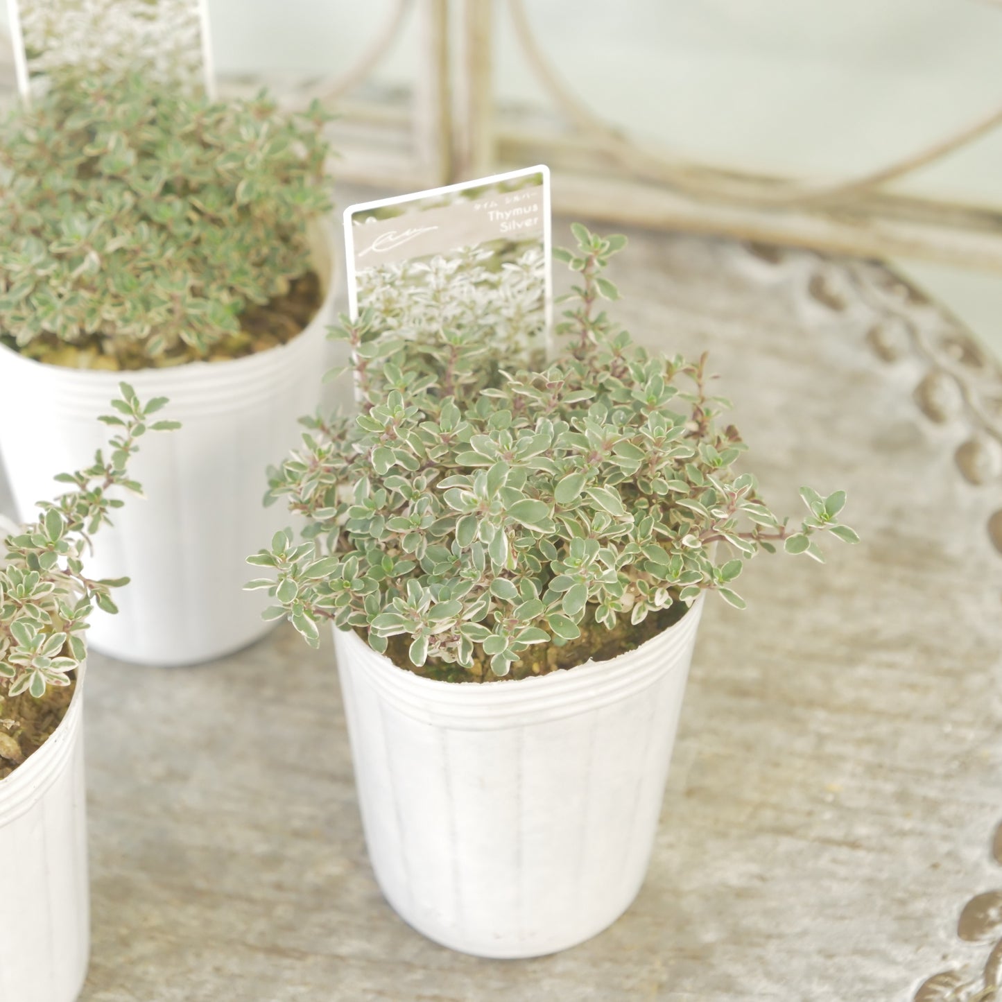 奥田園芸さん生産。【シルバータイム】　2株植え。