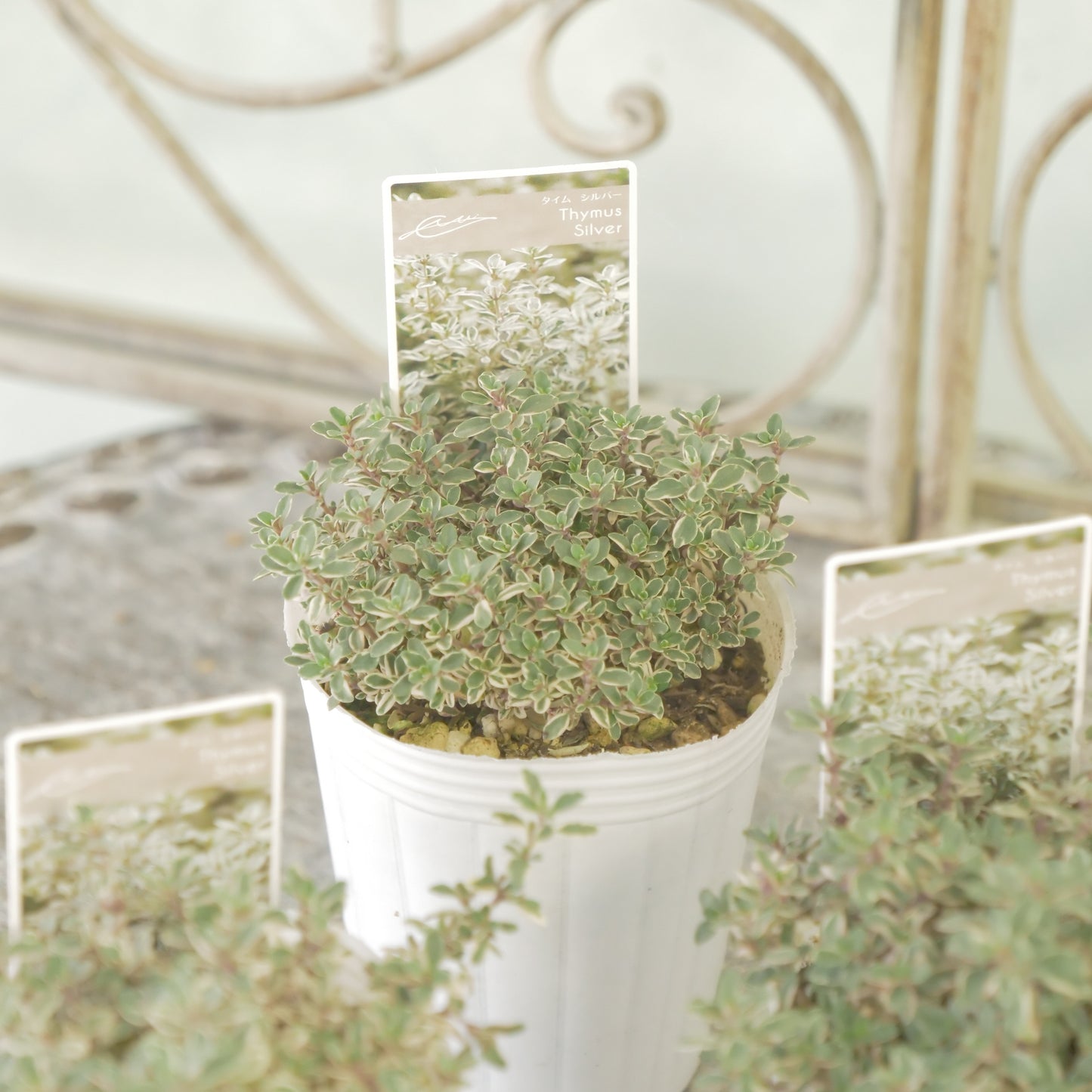 奥田園芸さん生産。【シルバータイム】　2株植え。