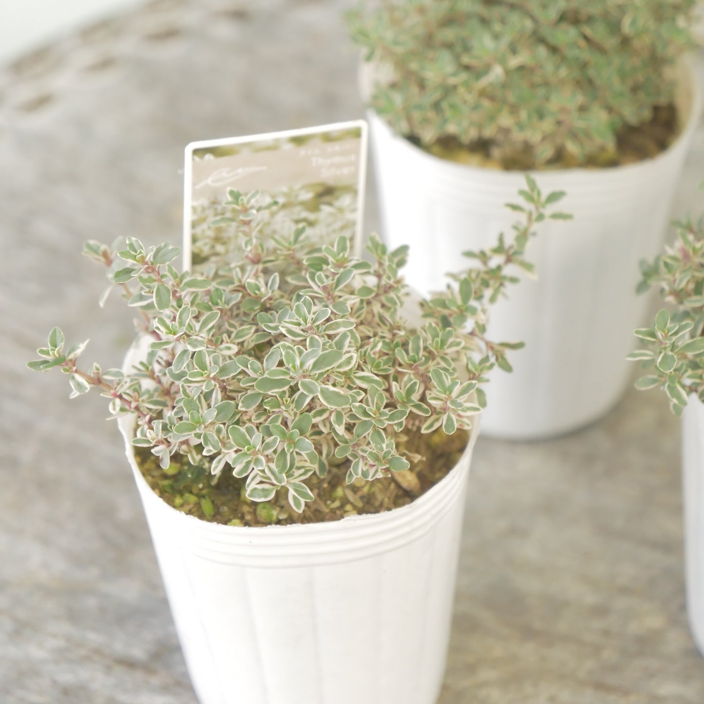 奥田園芸さん生産。【シルバータイム】　2株植え。