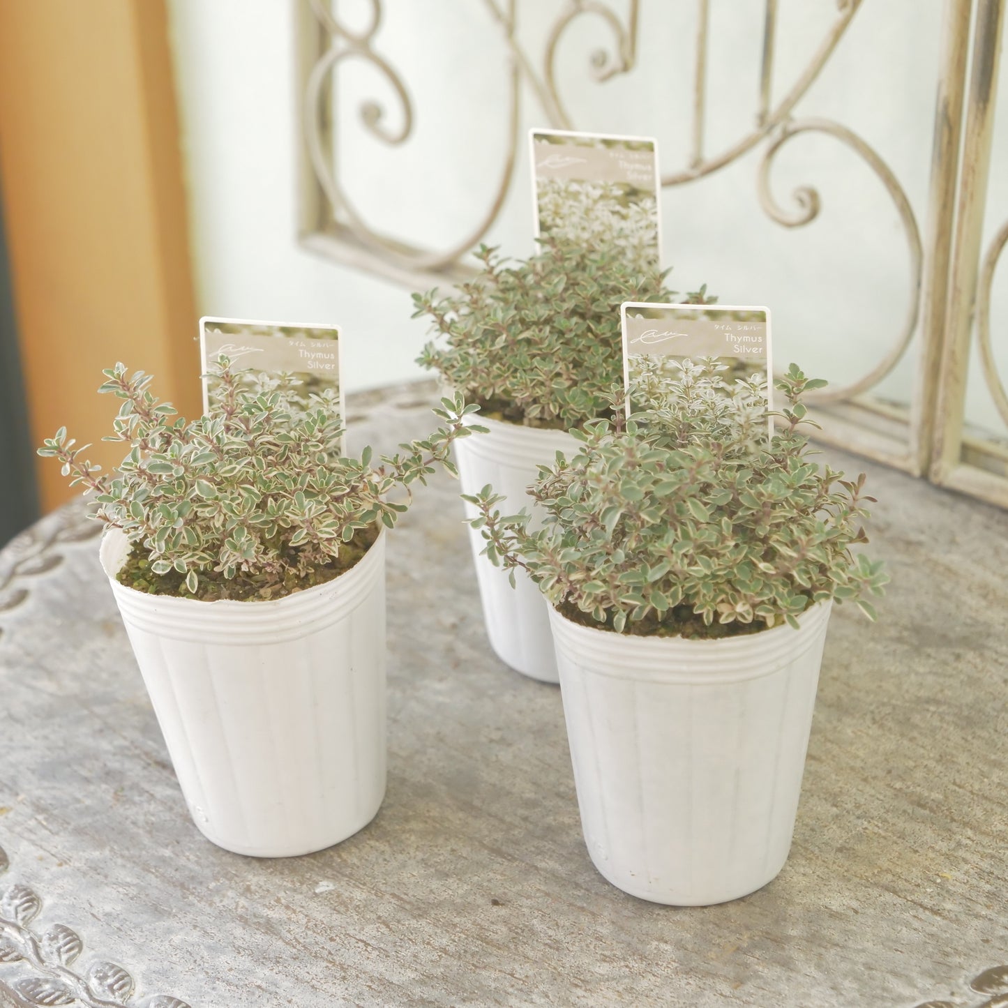 奥田園芸さん生産。【シルバータイム】　2株植え。