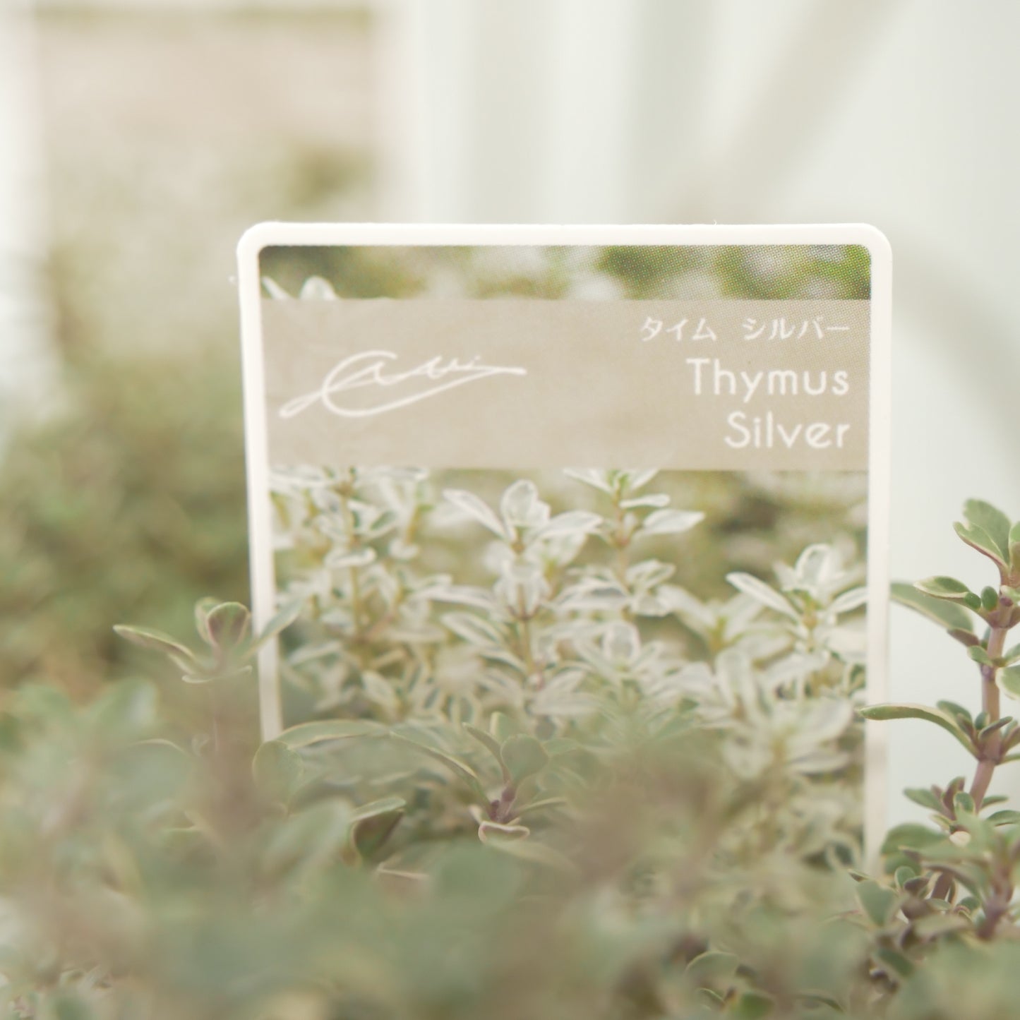 奥田園芸さん生産。【シルバータイム】　2株植え。