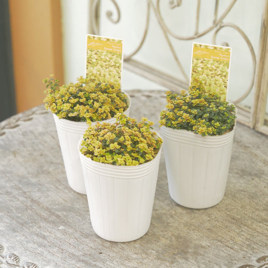 奥田園芸さん生産。【ドーンバレー】　2株植え。