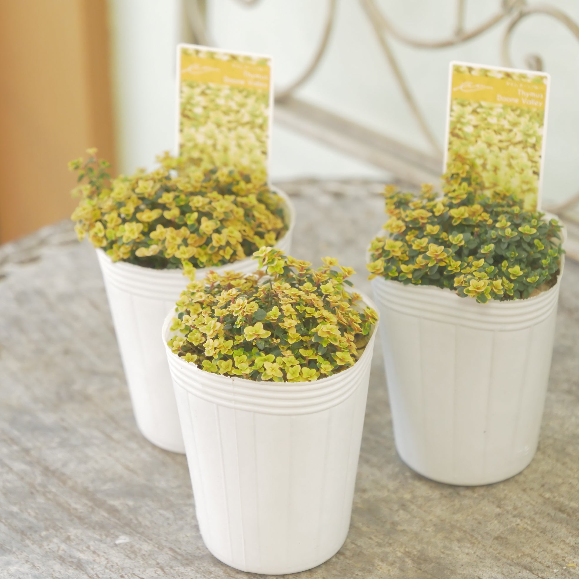 花苗、リーフ苗 – flower magic