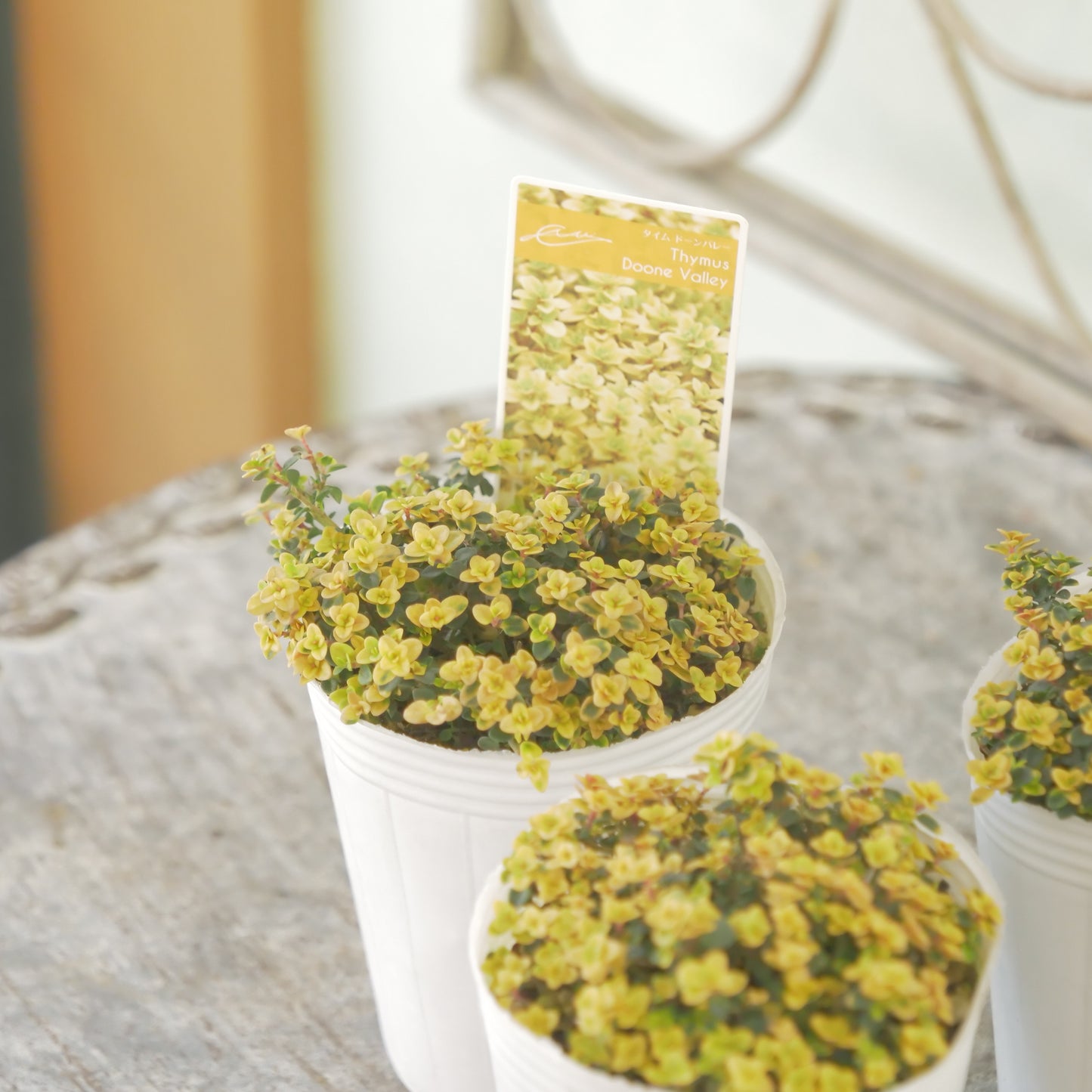 奥田園芸さん生産。【ドーンバレー】　2株植え。