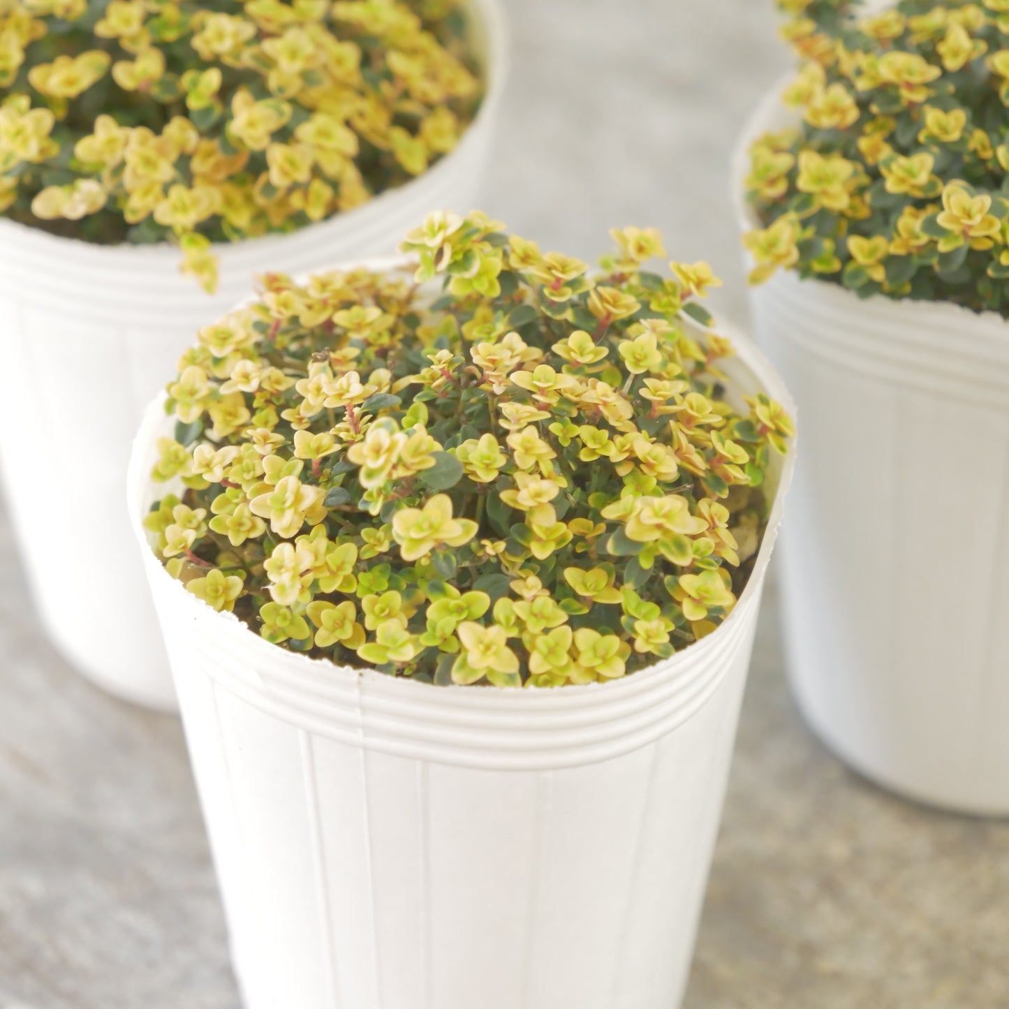 奥田園芸さん生産。【ドーンバレー】　2株植え。