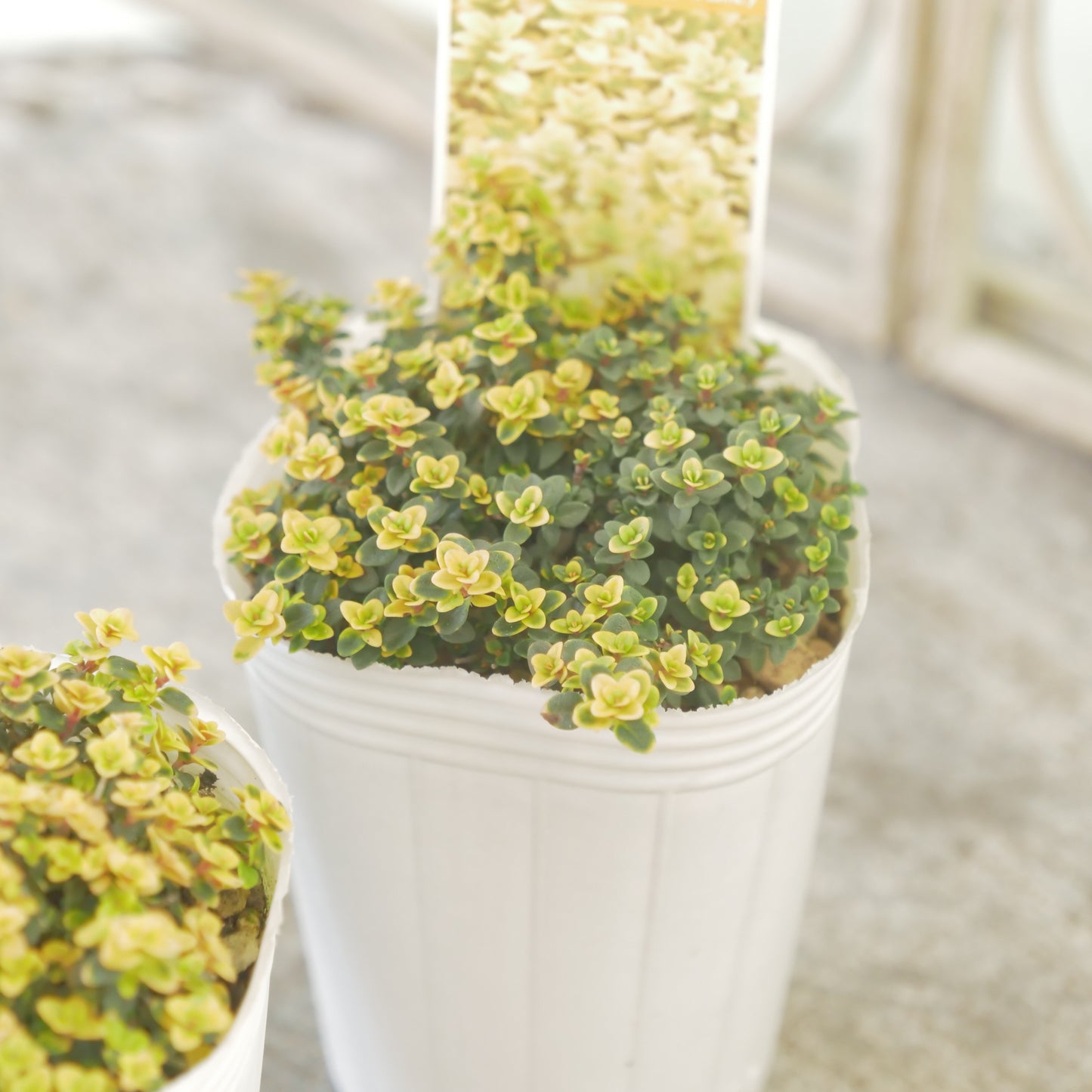 奥田園芸さん生産。【ドーンバレー】　2株植え。