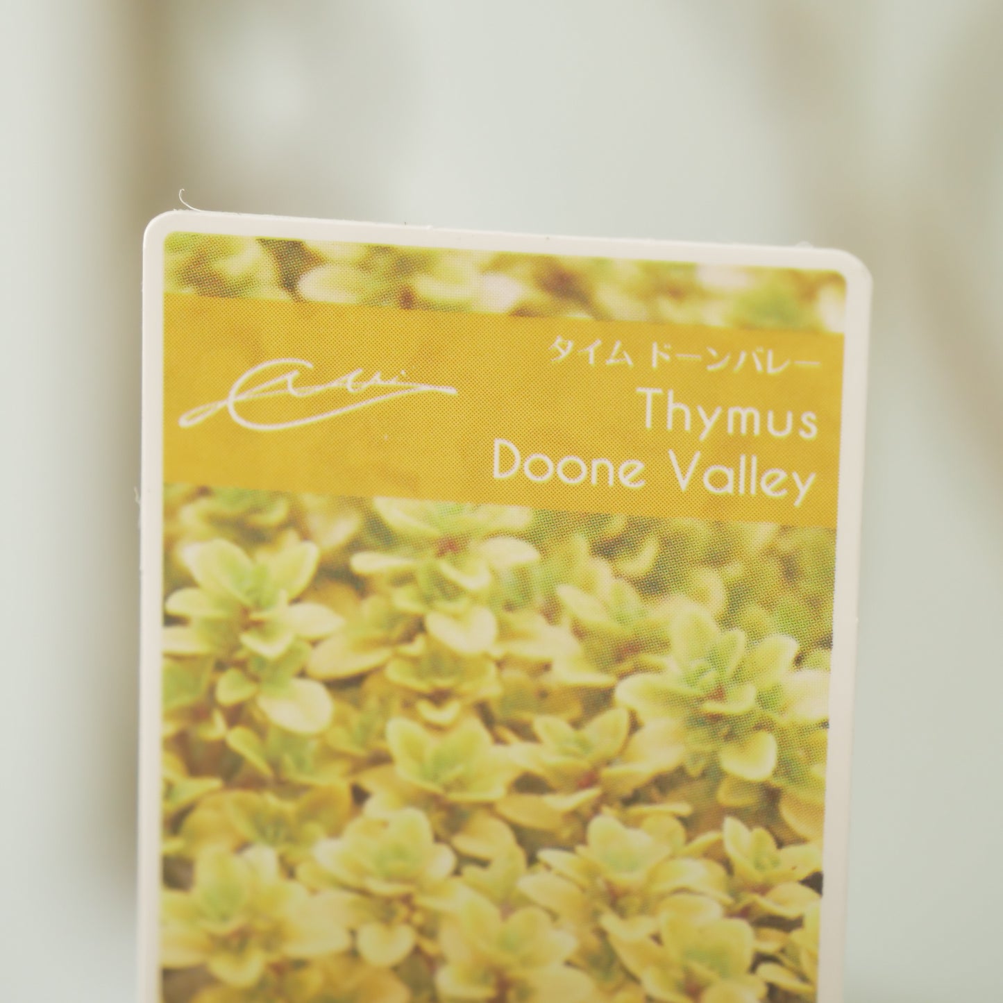 奥田園芸さん生産。【ドーンバレー】　2株植え。