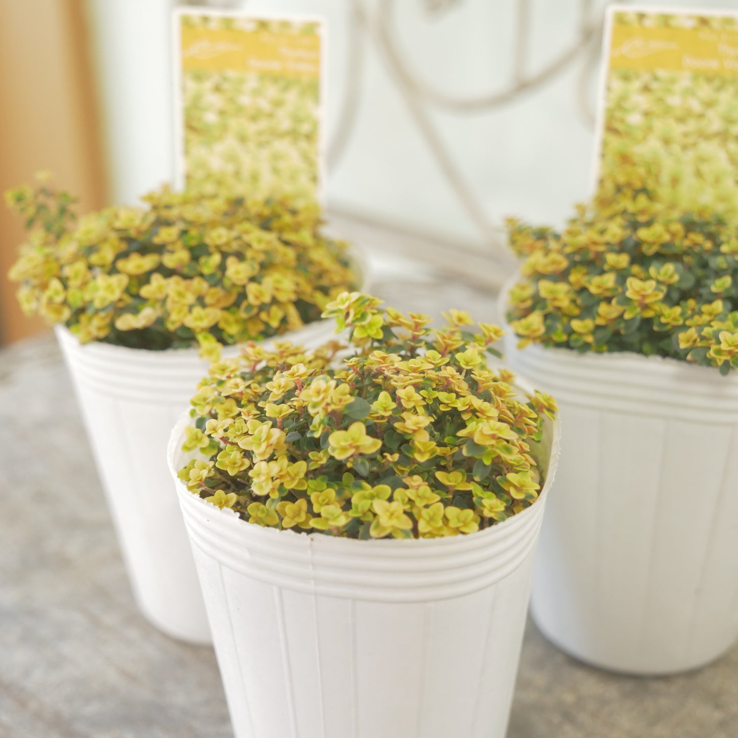 奥田園芸さん生産。【ドーンバレー】　2株植え。