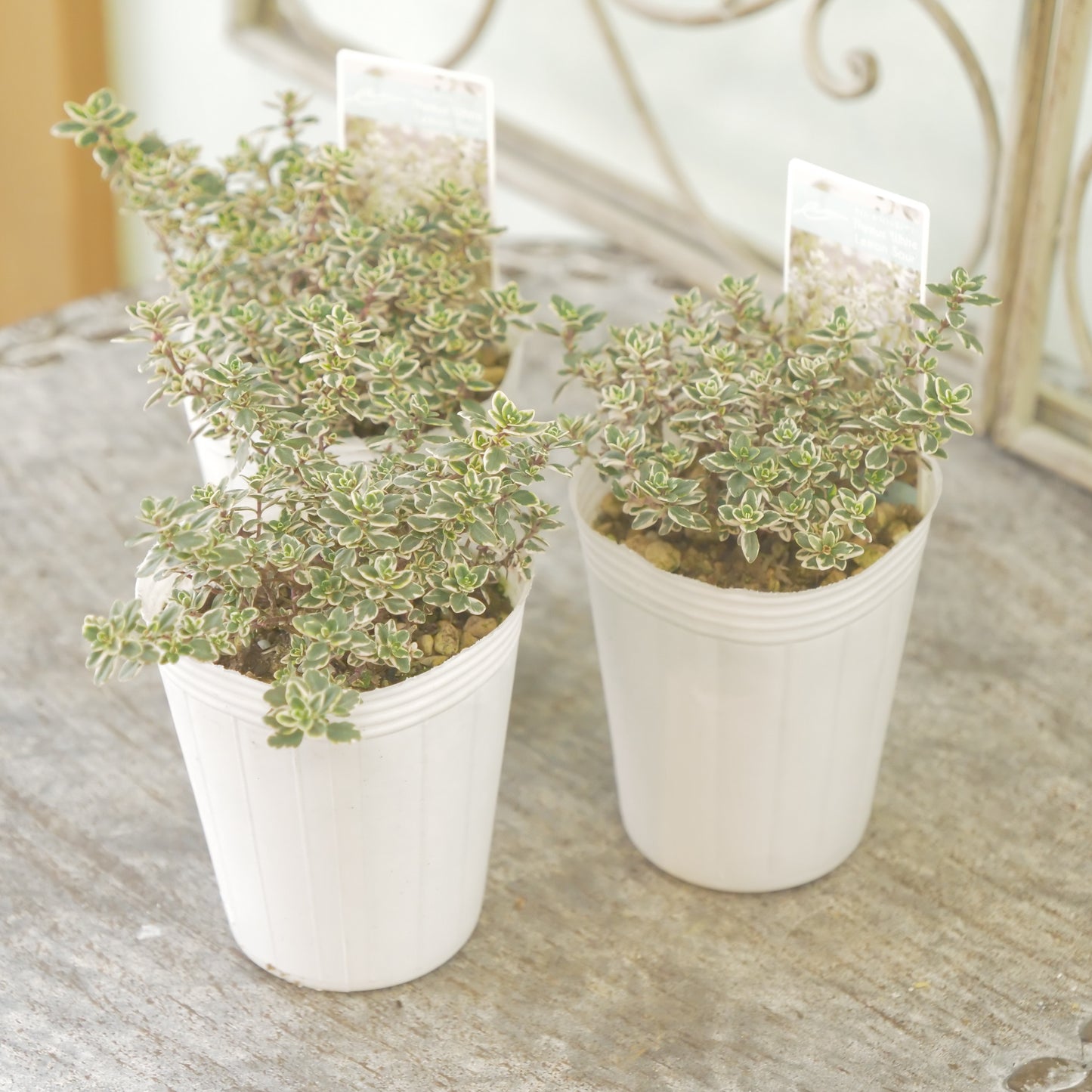 奥田園芸さん生産。【ホワイトレモンサワー】　2株植え。