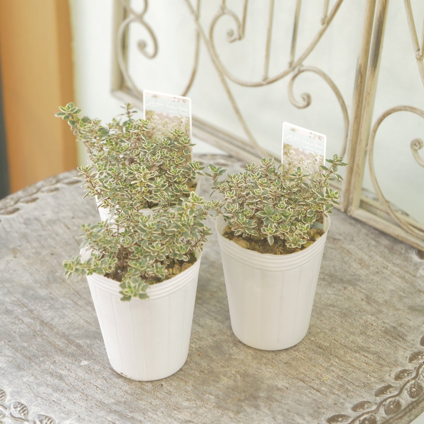 奥田園芸さん生産。【ホワイトレモンサワー】　2株植え。