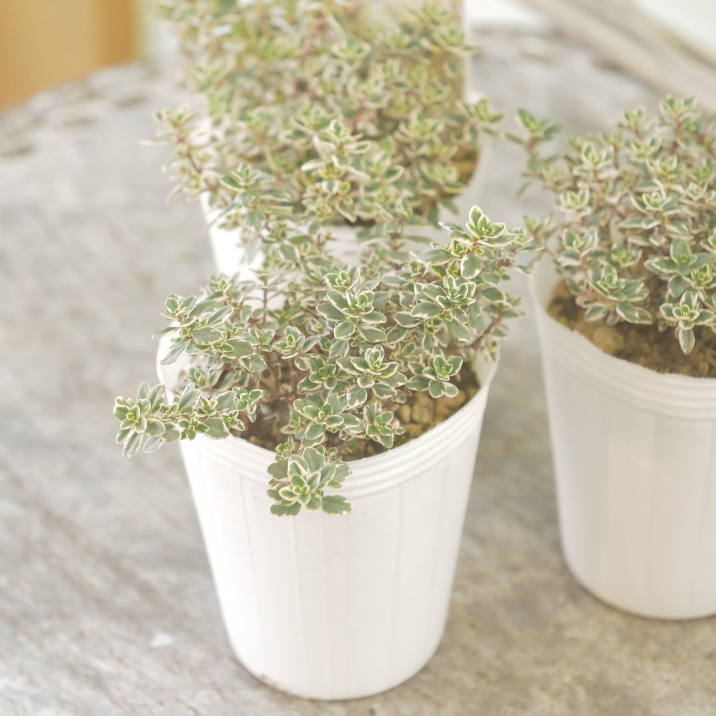 奥田園芸さん生産。【ホワイトレモンサワー】　2株植え。