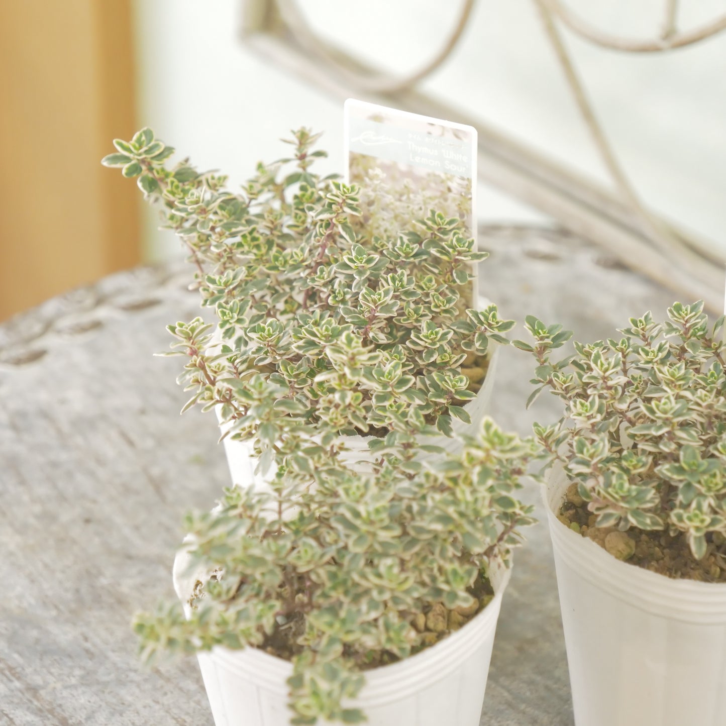 奥田園芸さん生産。【ホワイトレモンサワー】　2株植え。