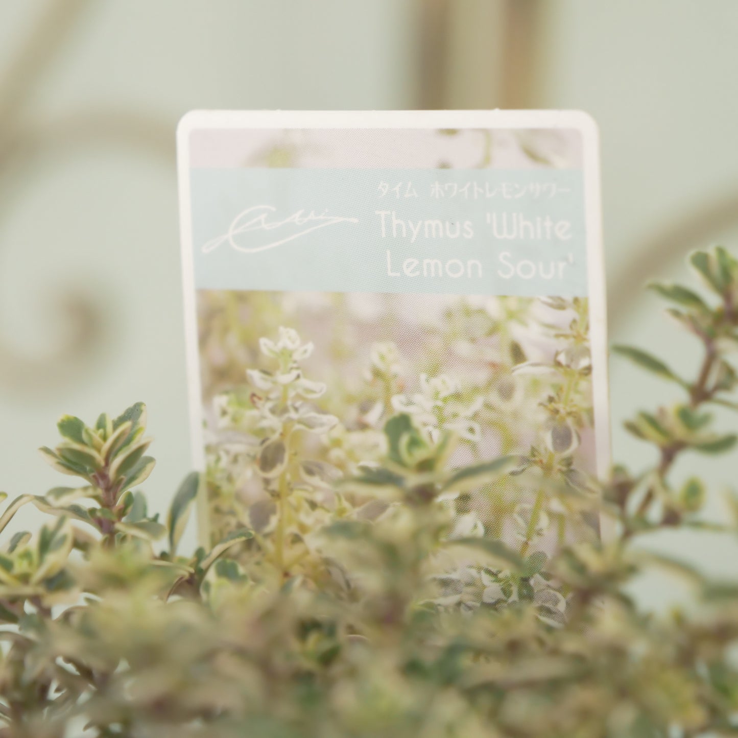 奥田園芸さん生産。【ホワイトレモンサワー】　2株植え。