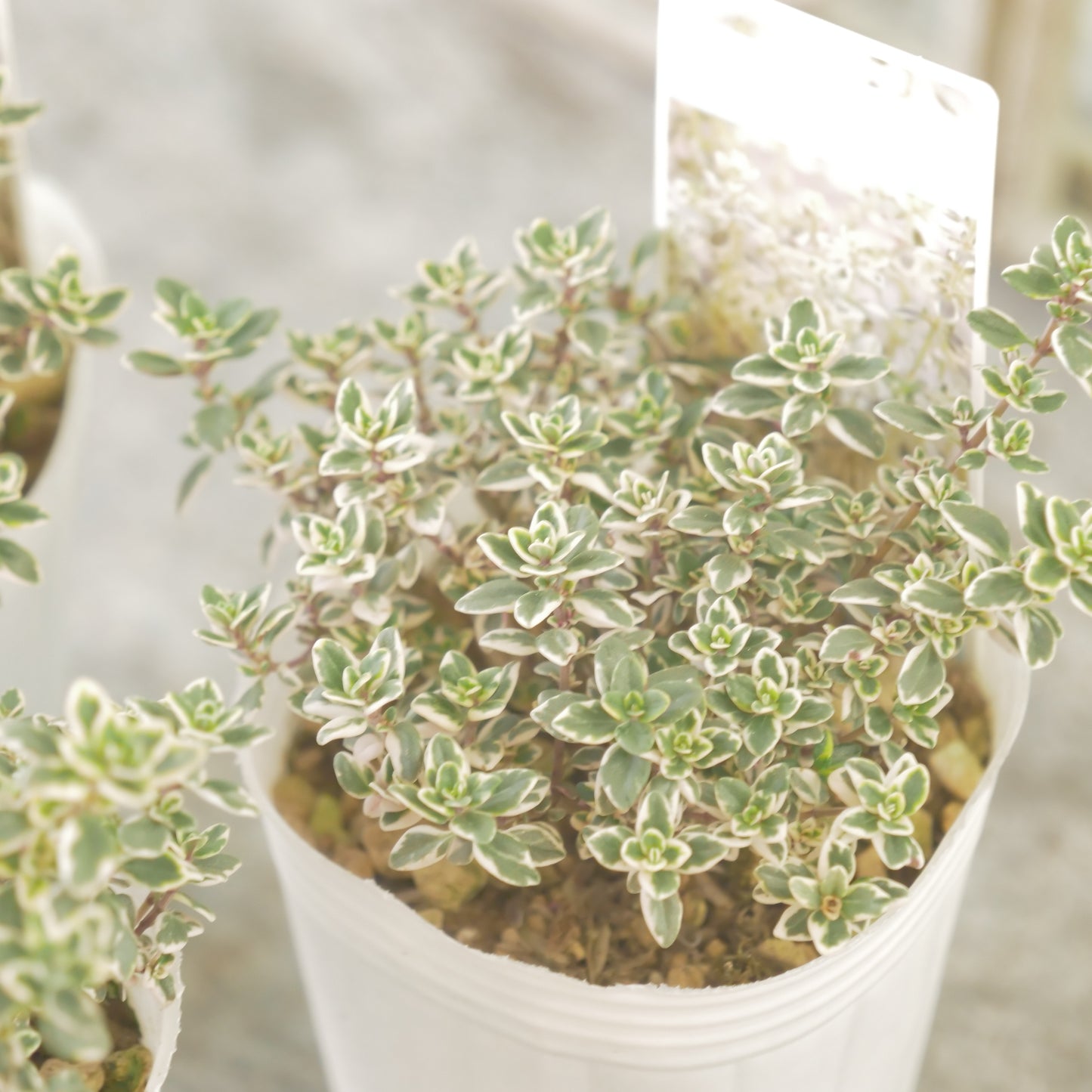 奥田園芸さん生産。【ホワイトレモンサワー】　2株植え。