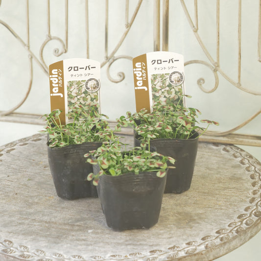 クローバー【シアー】