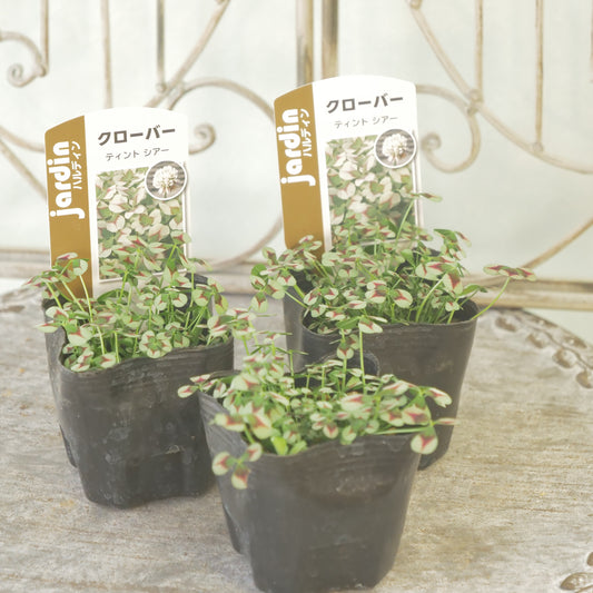 クローバー【シアー】